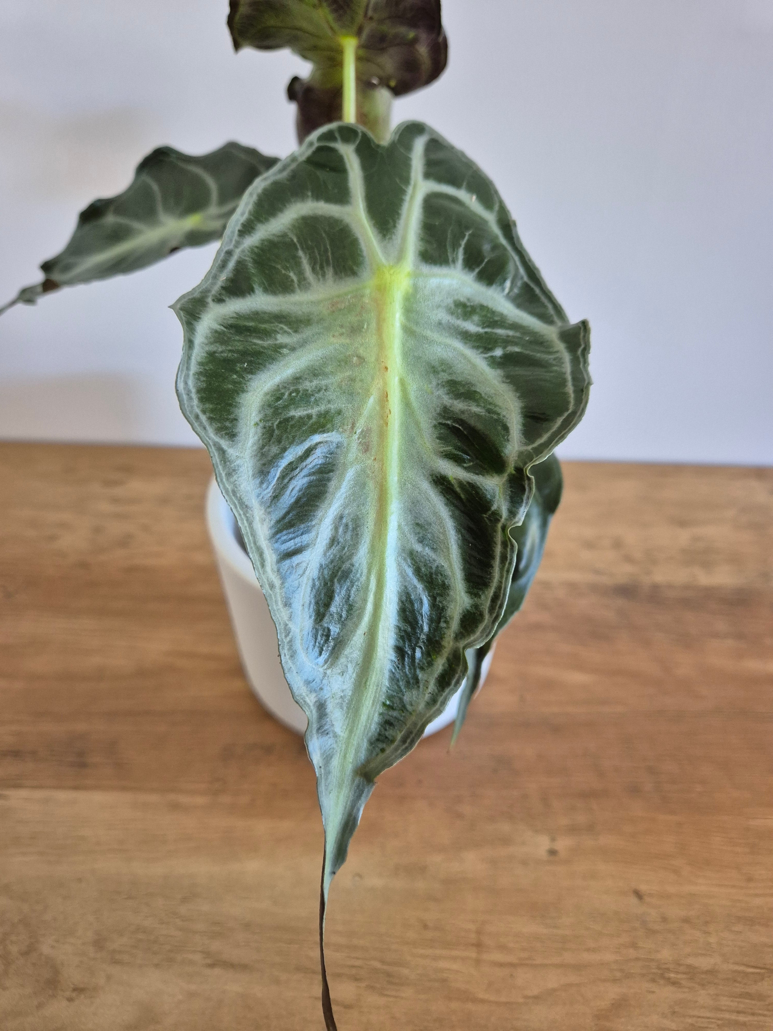 Alocasia Venom #1