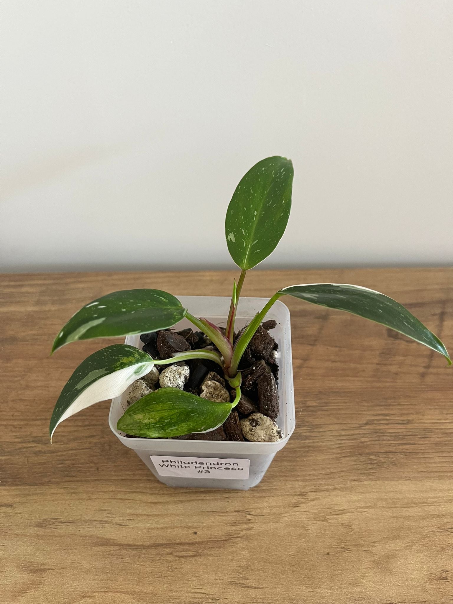 Philodendron White Princess #3