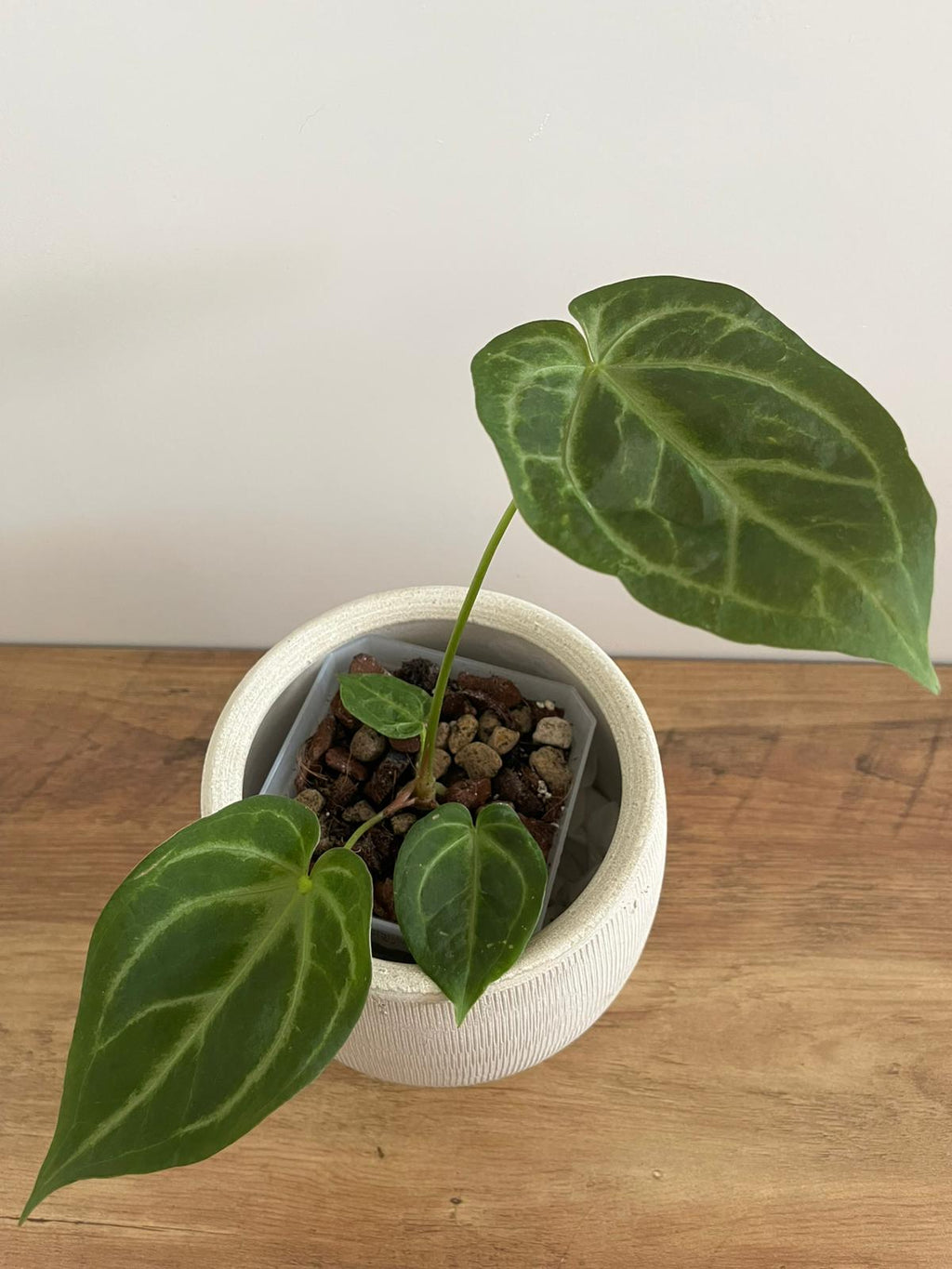 Anthurium Crystallinum #2