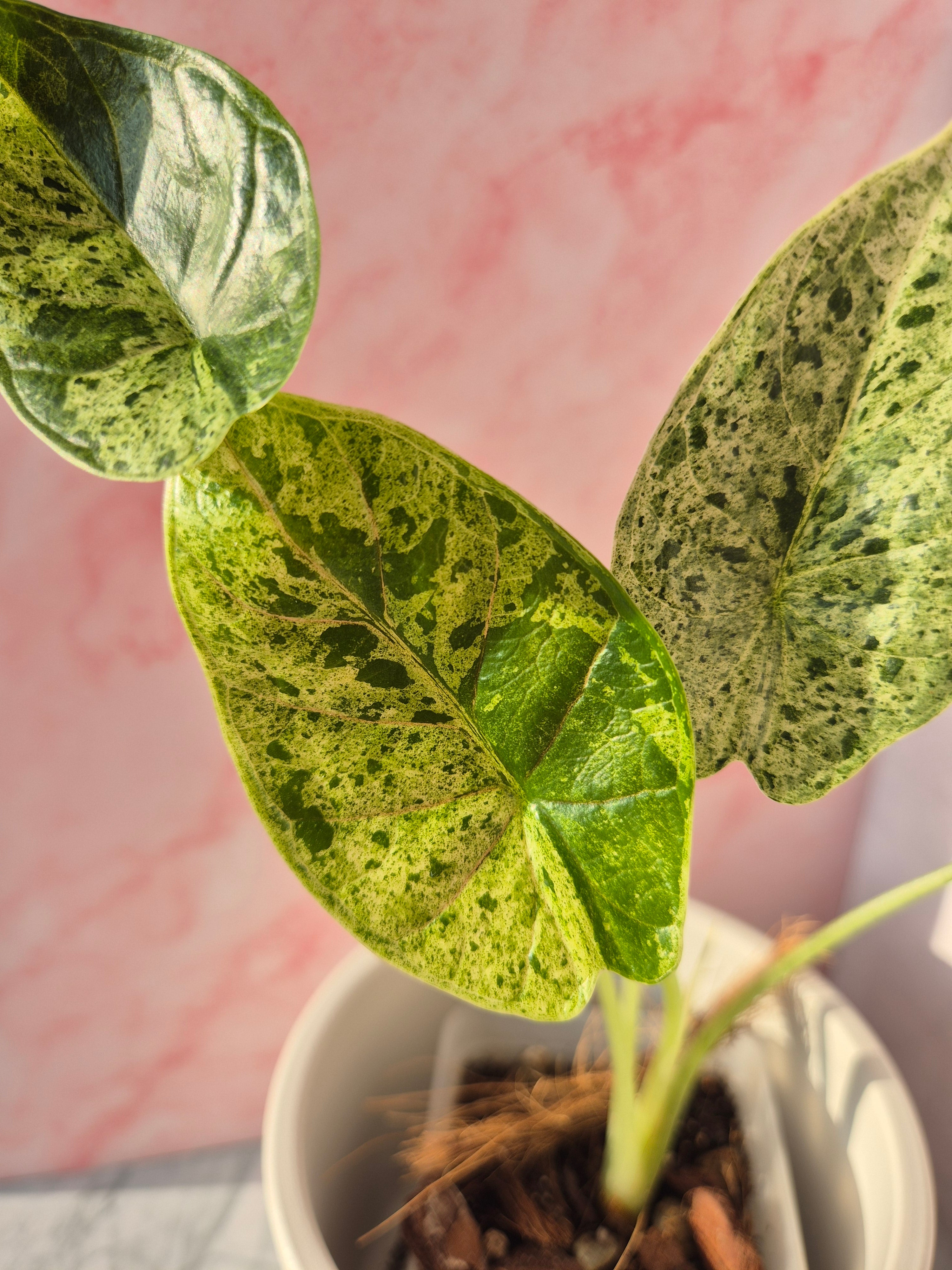 Alocasia Dragon Scale mint #2