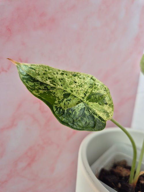 Alocasia Dragon Scale mint #4