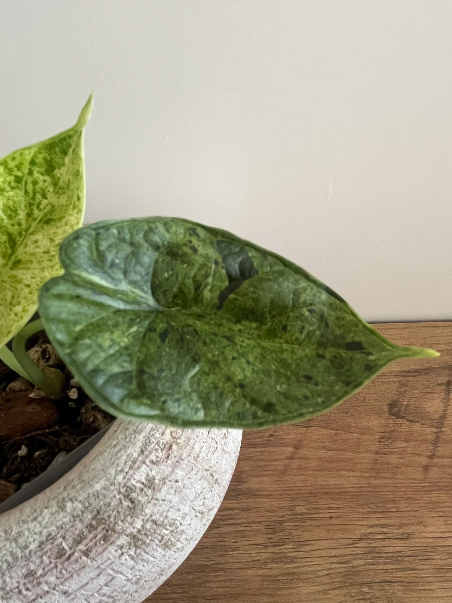 Alocasia Dragon Scale Mint #8