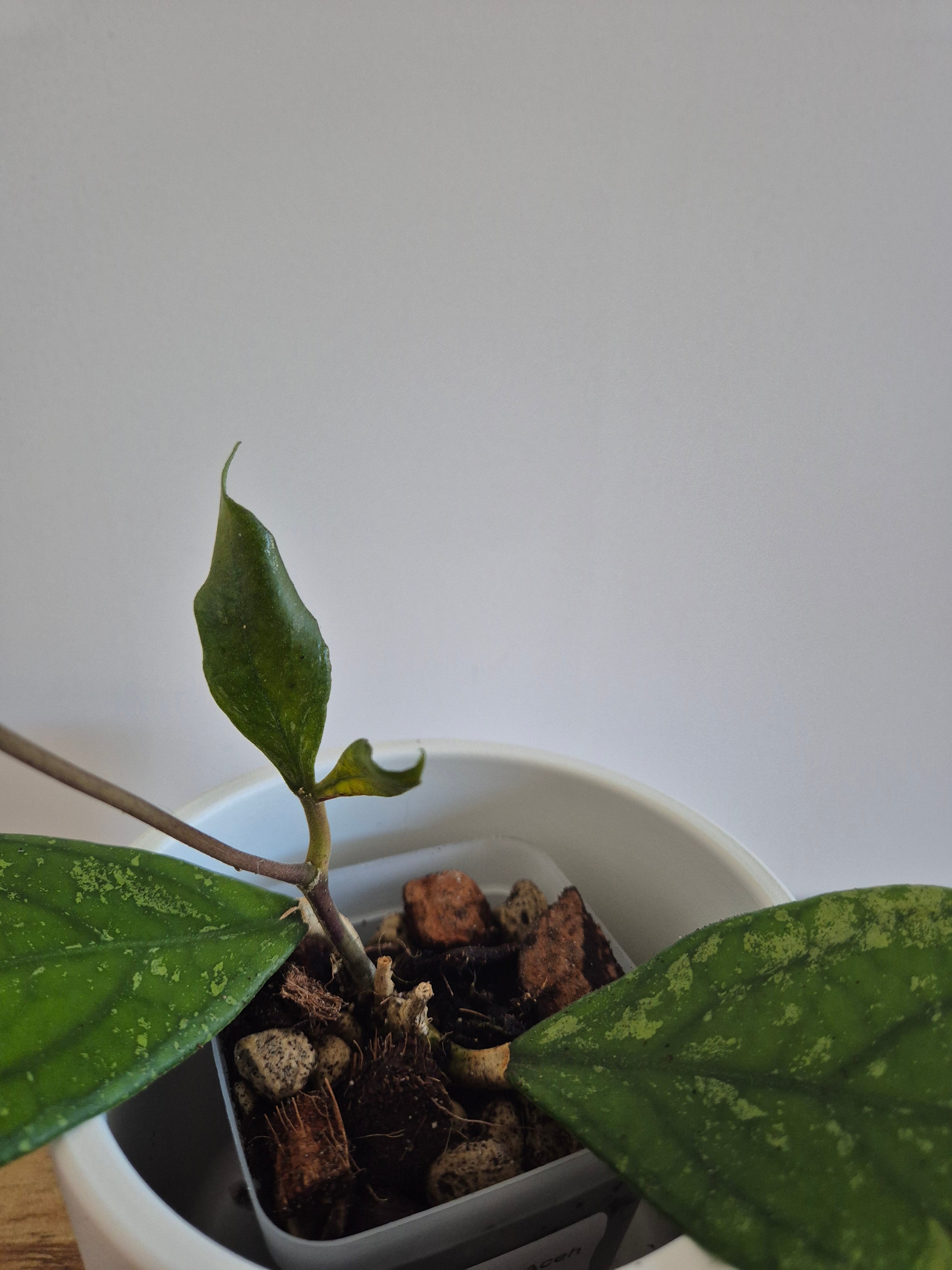 Hoya sp Aceh Clone 8 #1