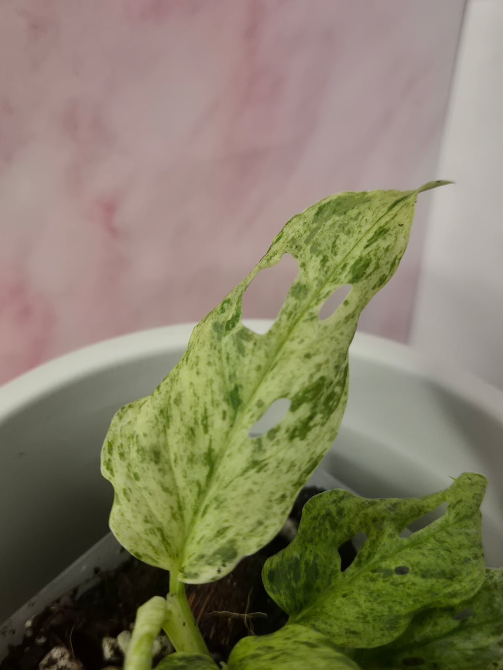 Monstera Frozen Freckles #1