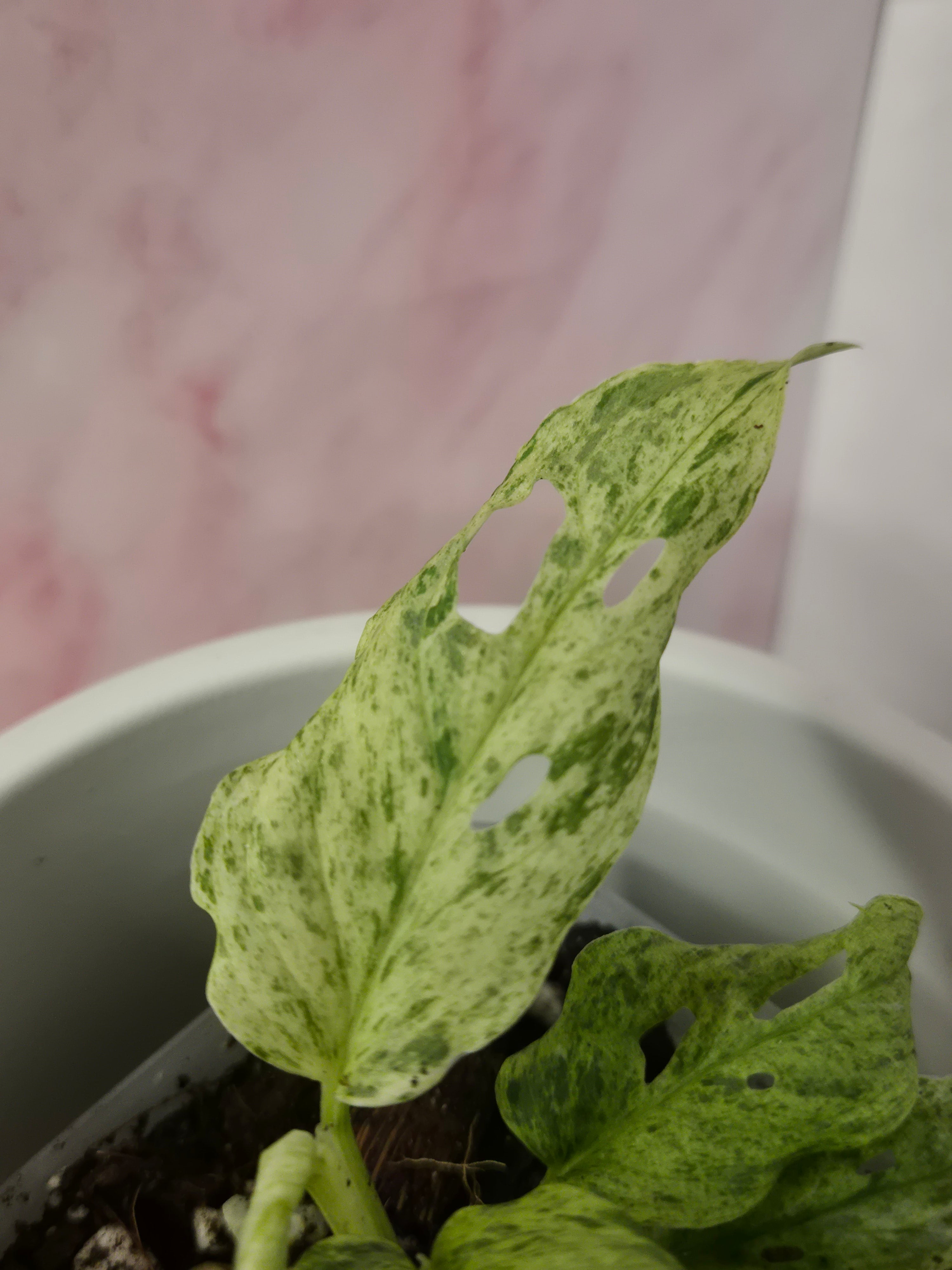 Monstera Frozen Freckles #1