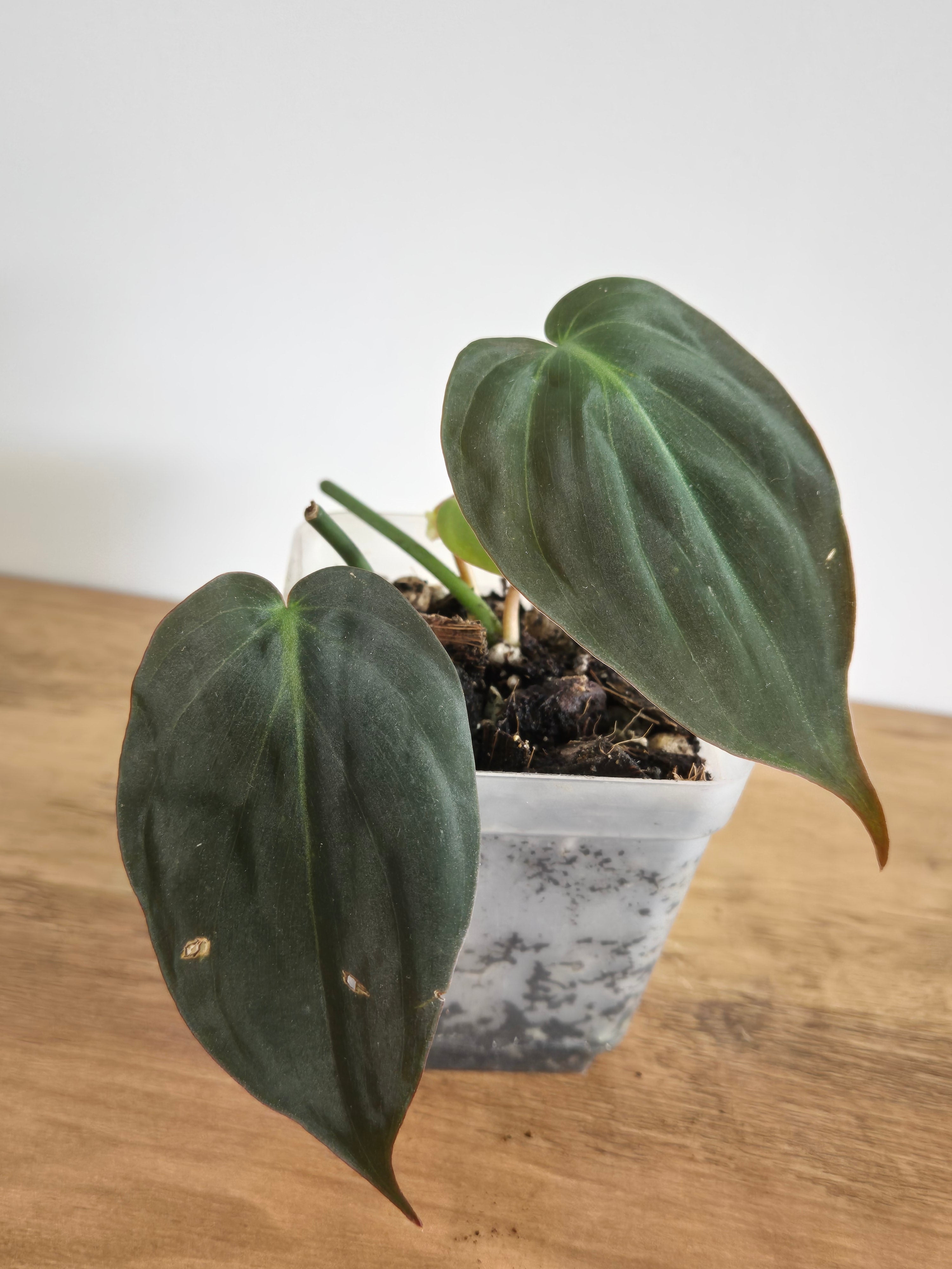 Philodendron Micans #3