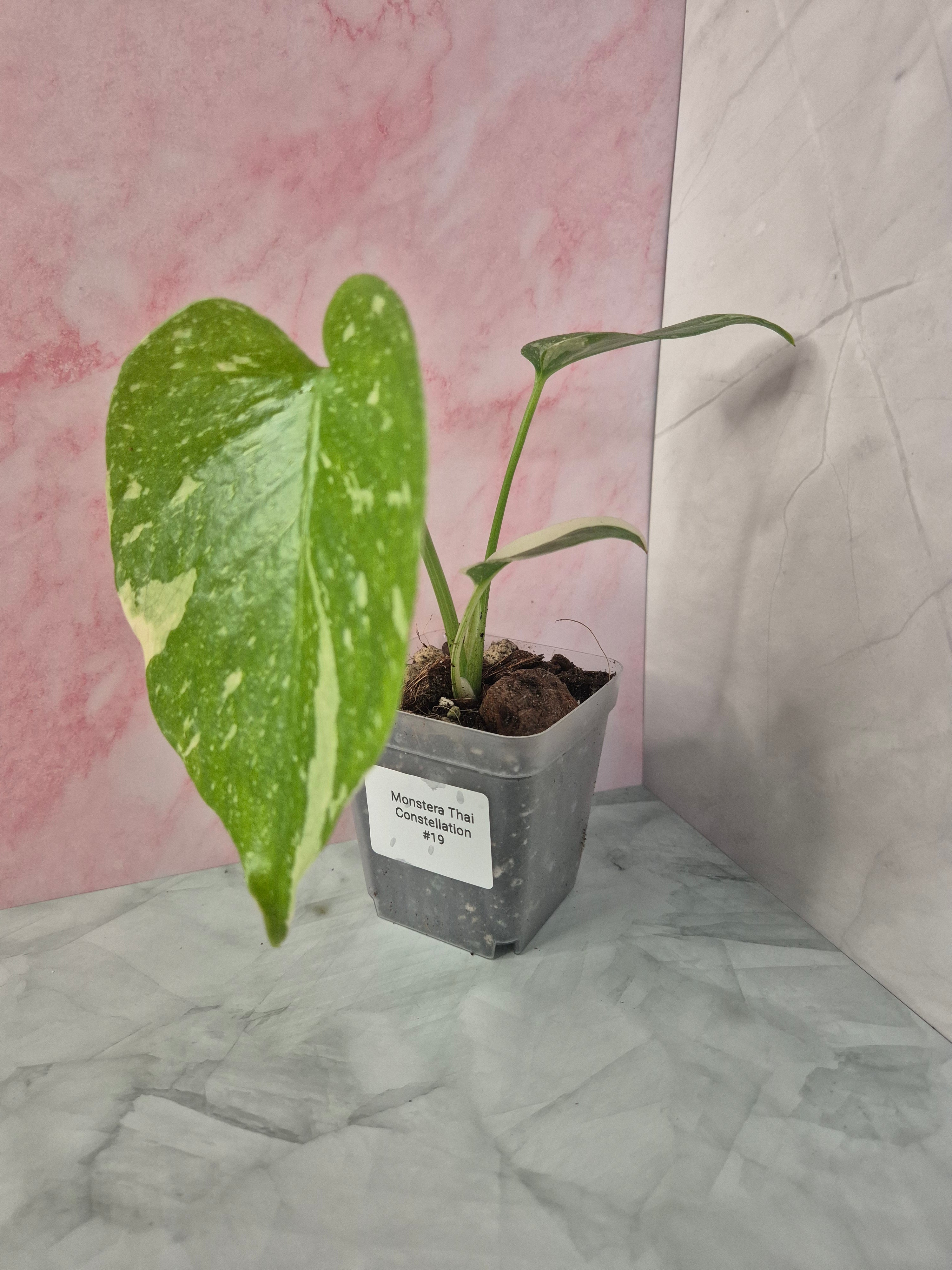 Monstera Thai Constellation #19