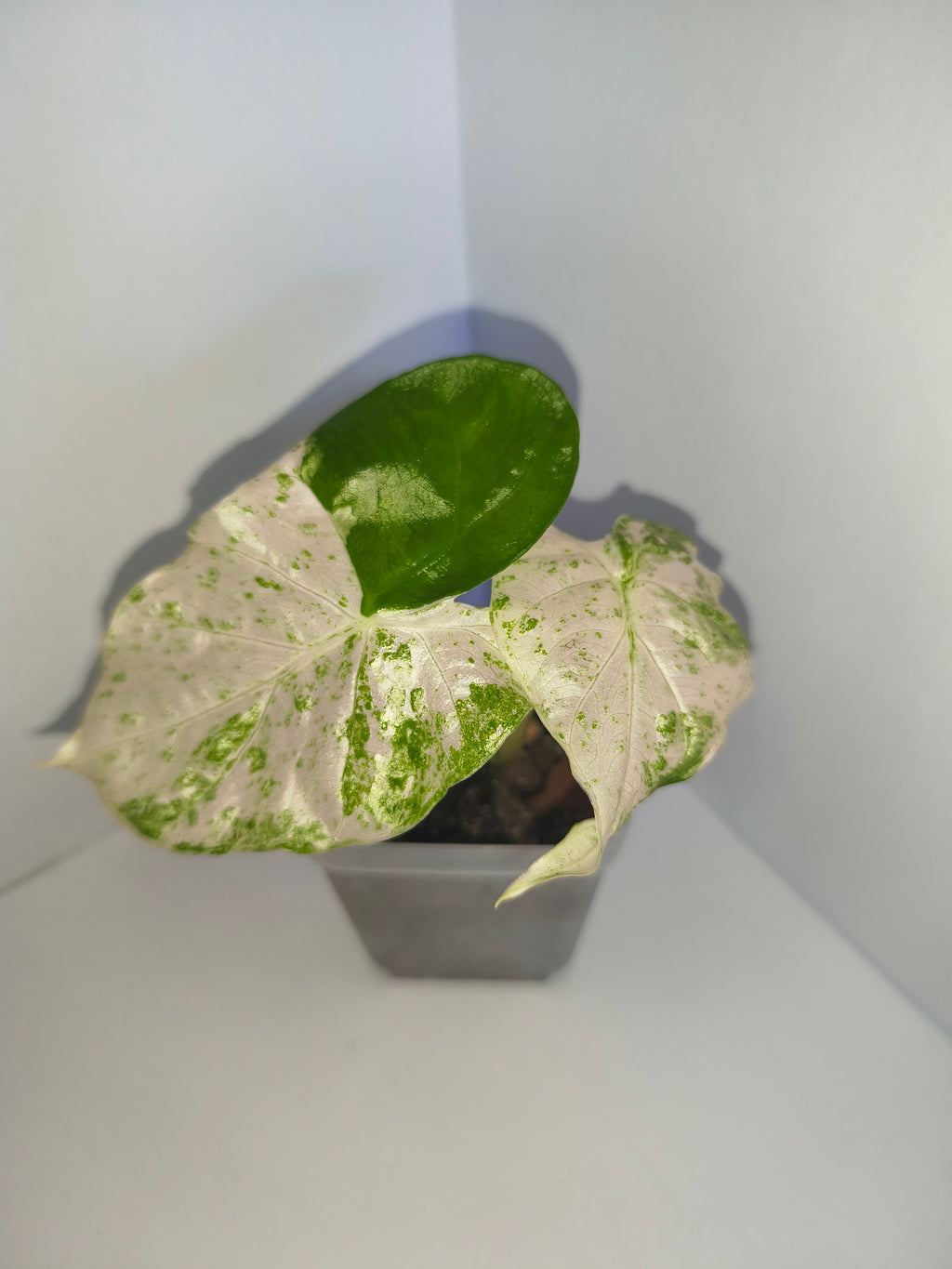 Alocasia Macrorrhiza splash #6