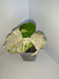 Alocasia Macrorrhiza splash #6