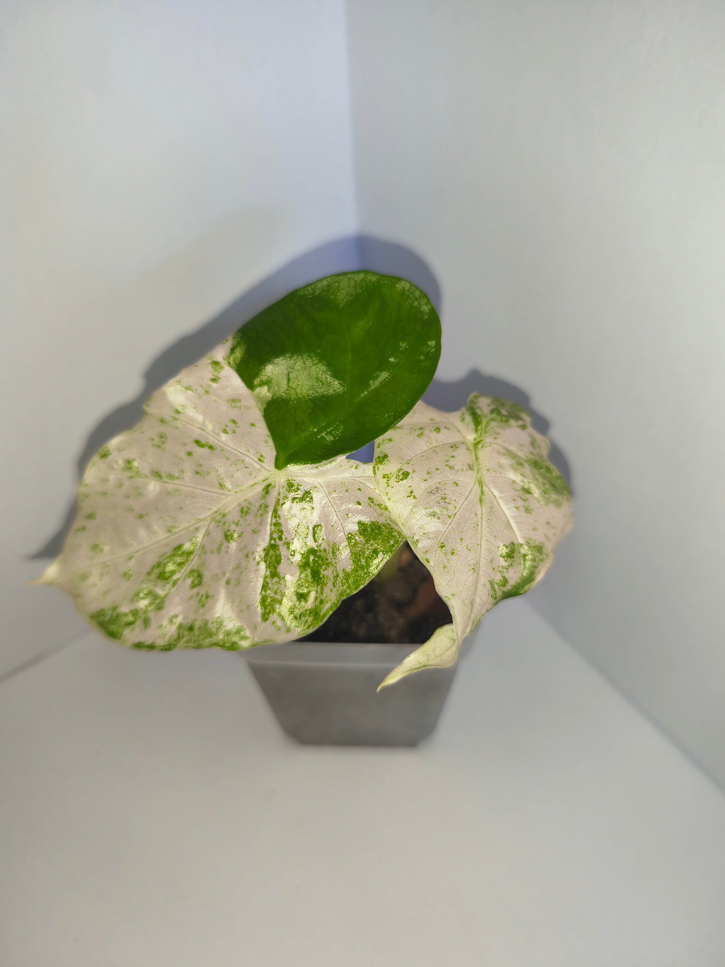 Alocasia Macrorrhiza splash #6