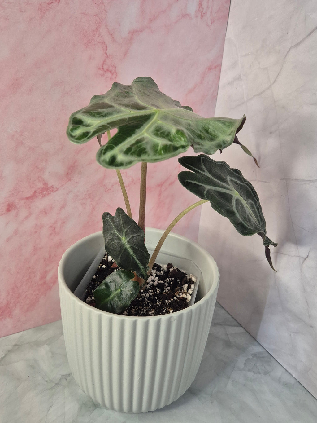 Alocasia Venom #2