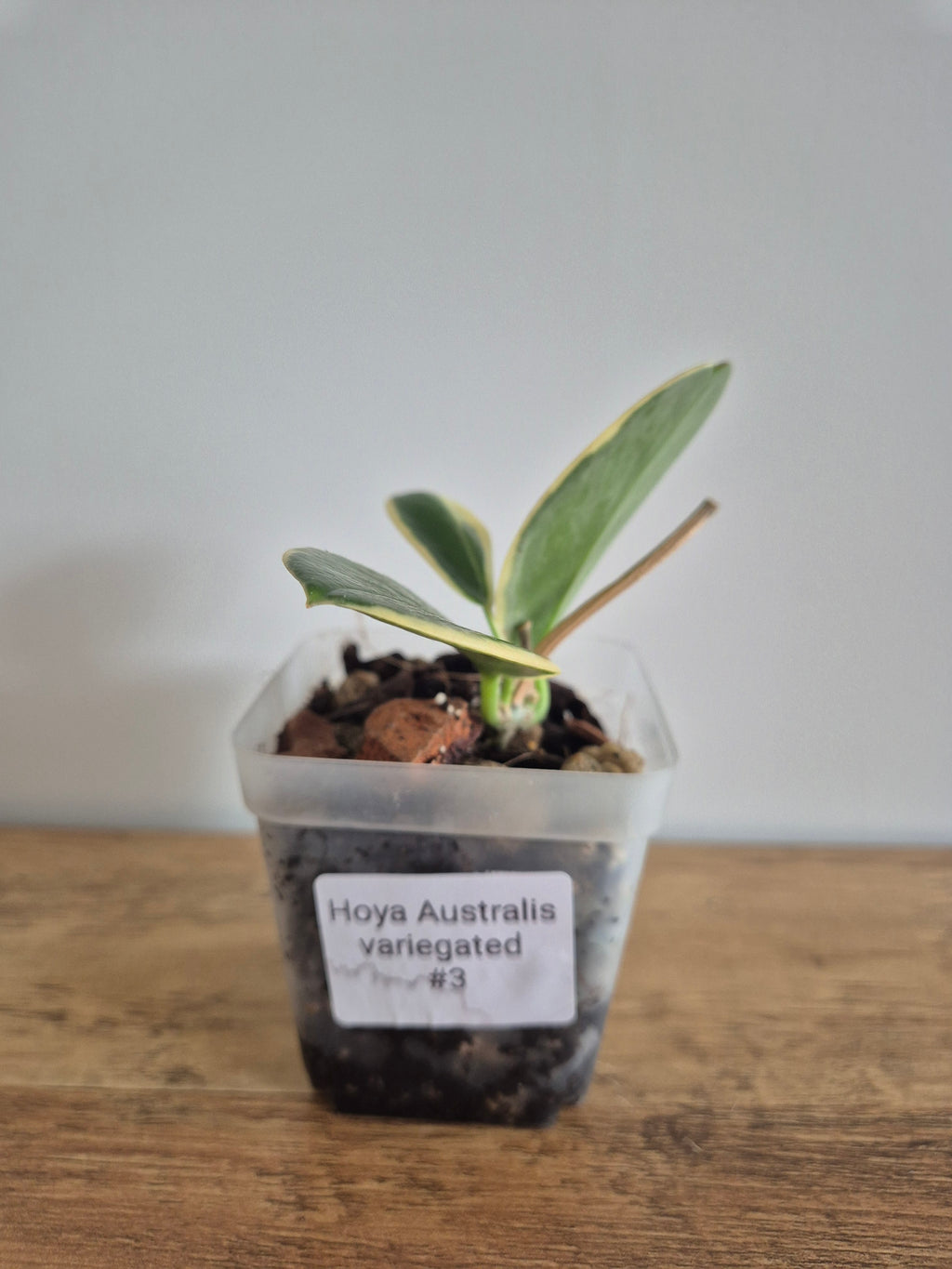Hoya Australis Variegated #3