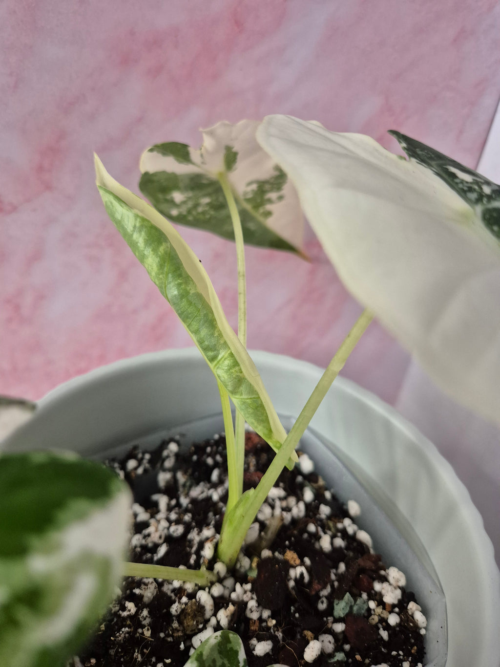 Alocasia Micholitziana Frydek Variegated #2
