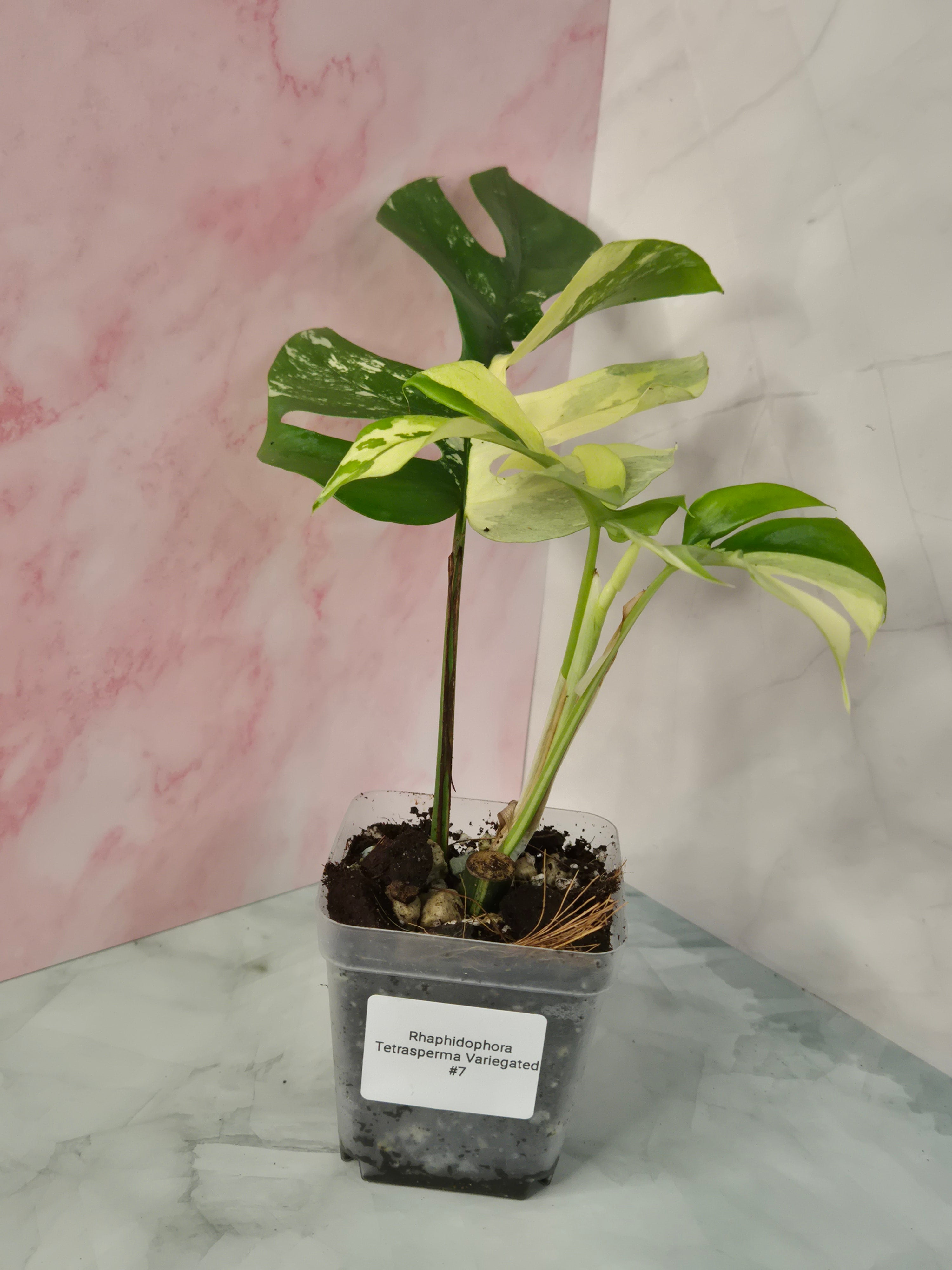 Monstera Minima Variegated #7 (Rhaphidophora Tetrasperma Variegated)