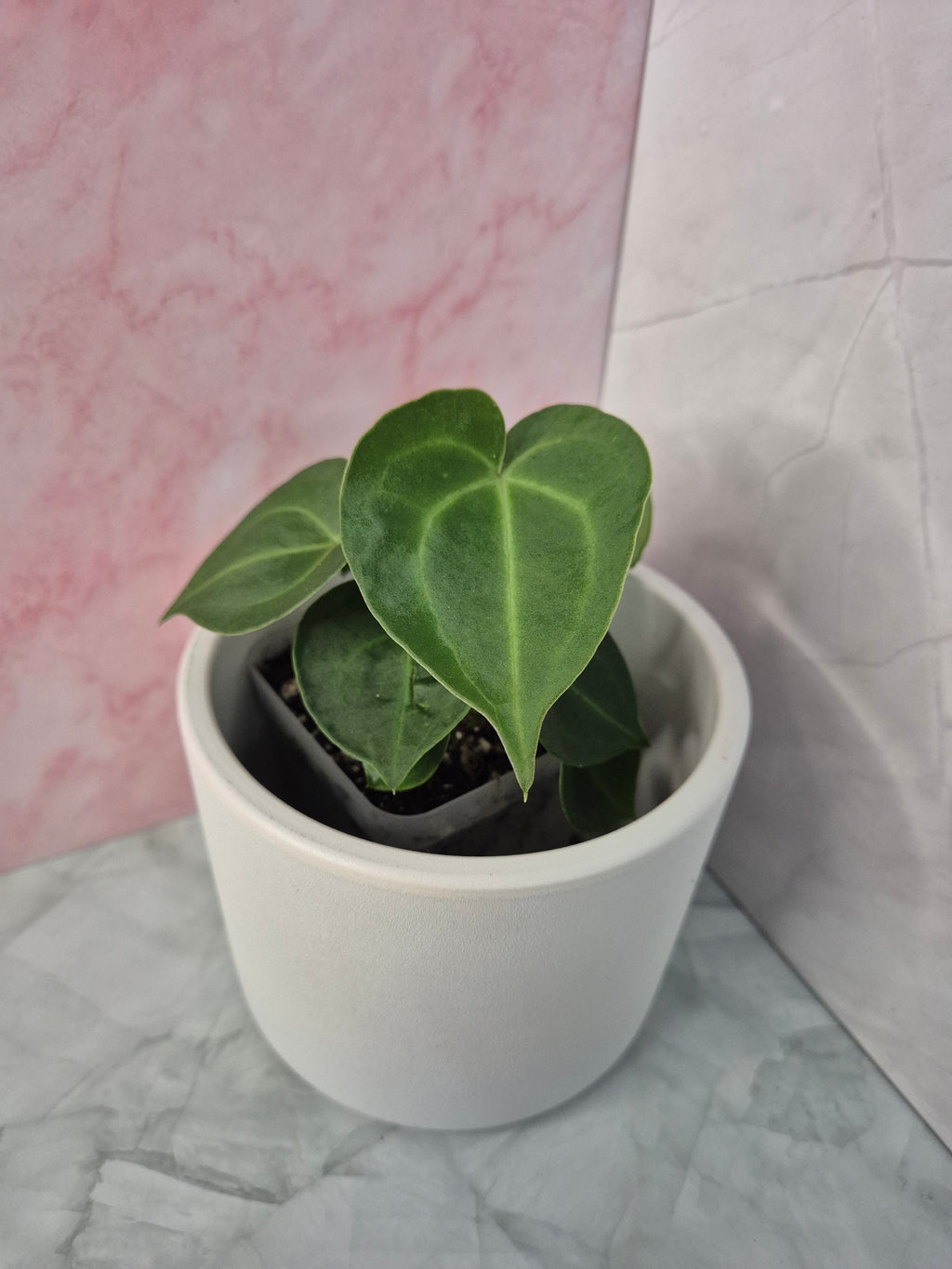 Anthurium Clarinervium #1