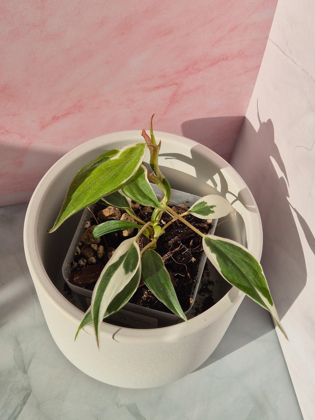 Philodendron Micans Variegated Albo #3