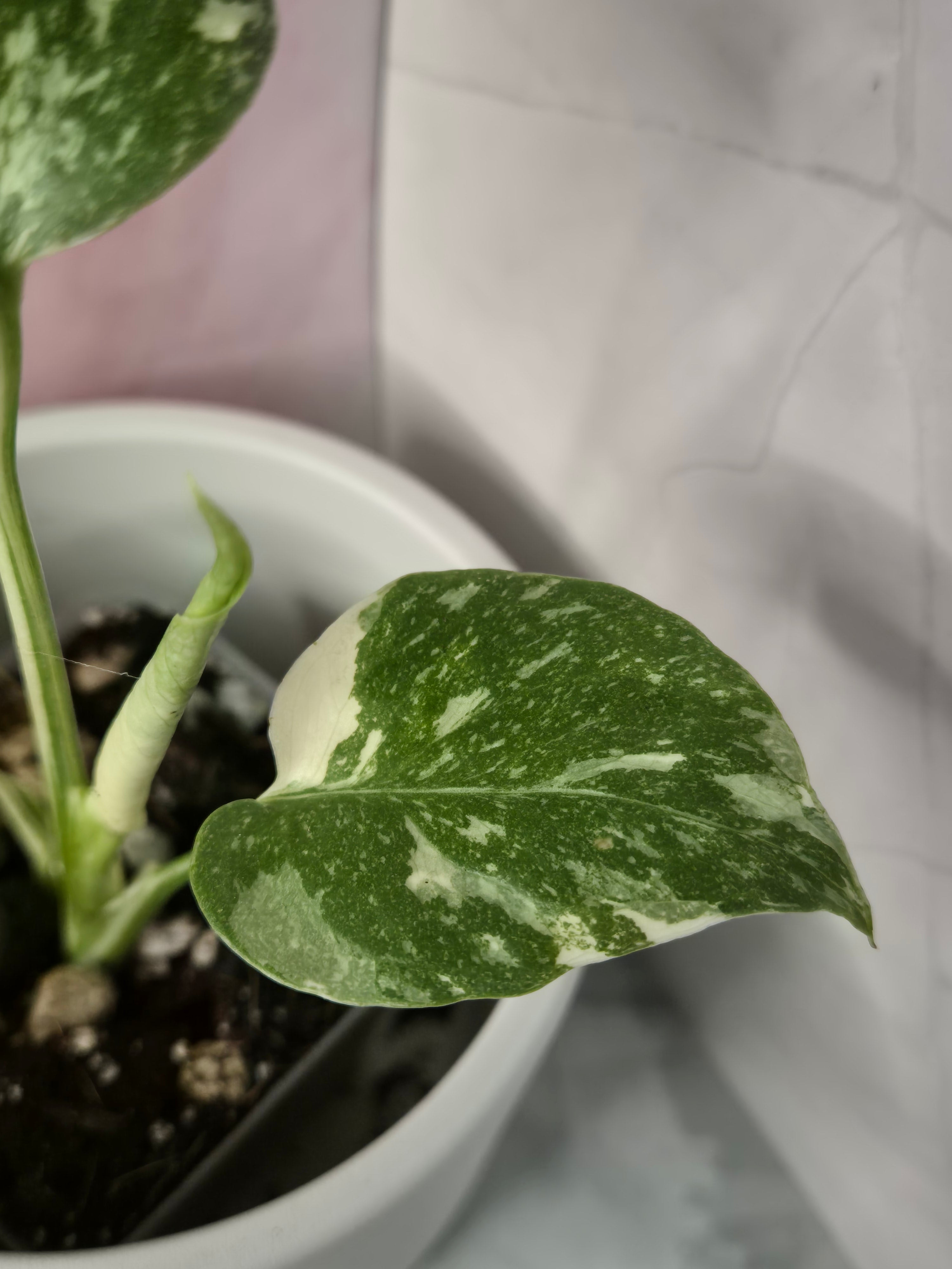 Monstera Thai Constellation #25