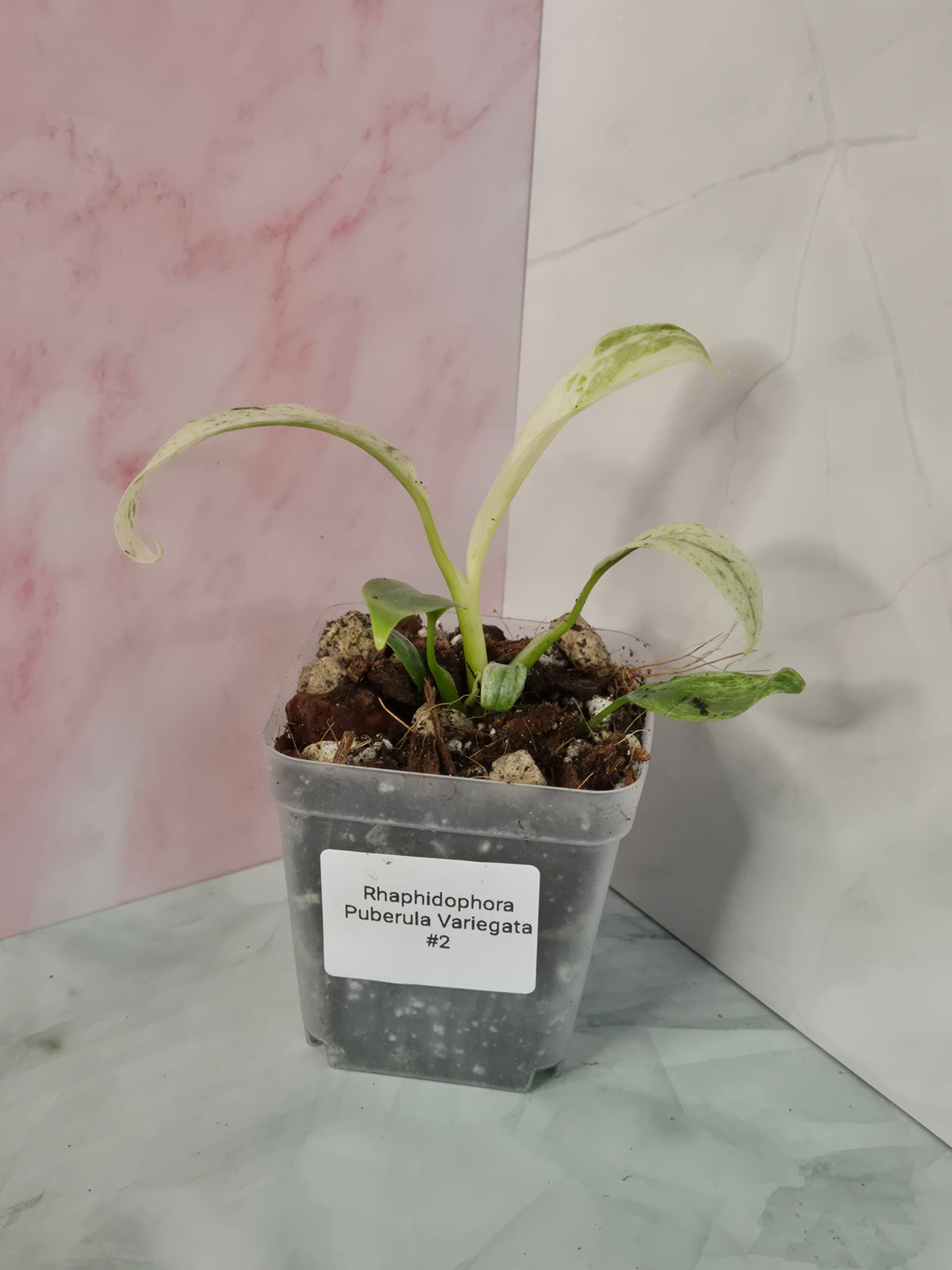Rhaphidophora Puberula Variegata #2