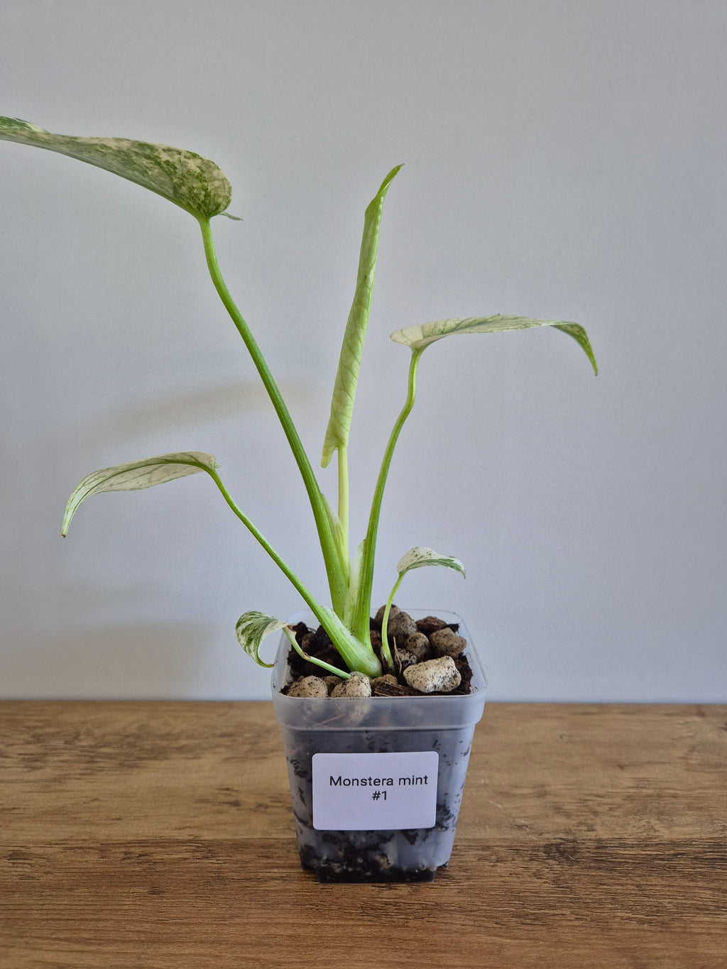 Monstera mint #1