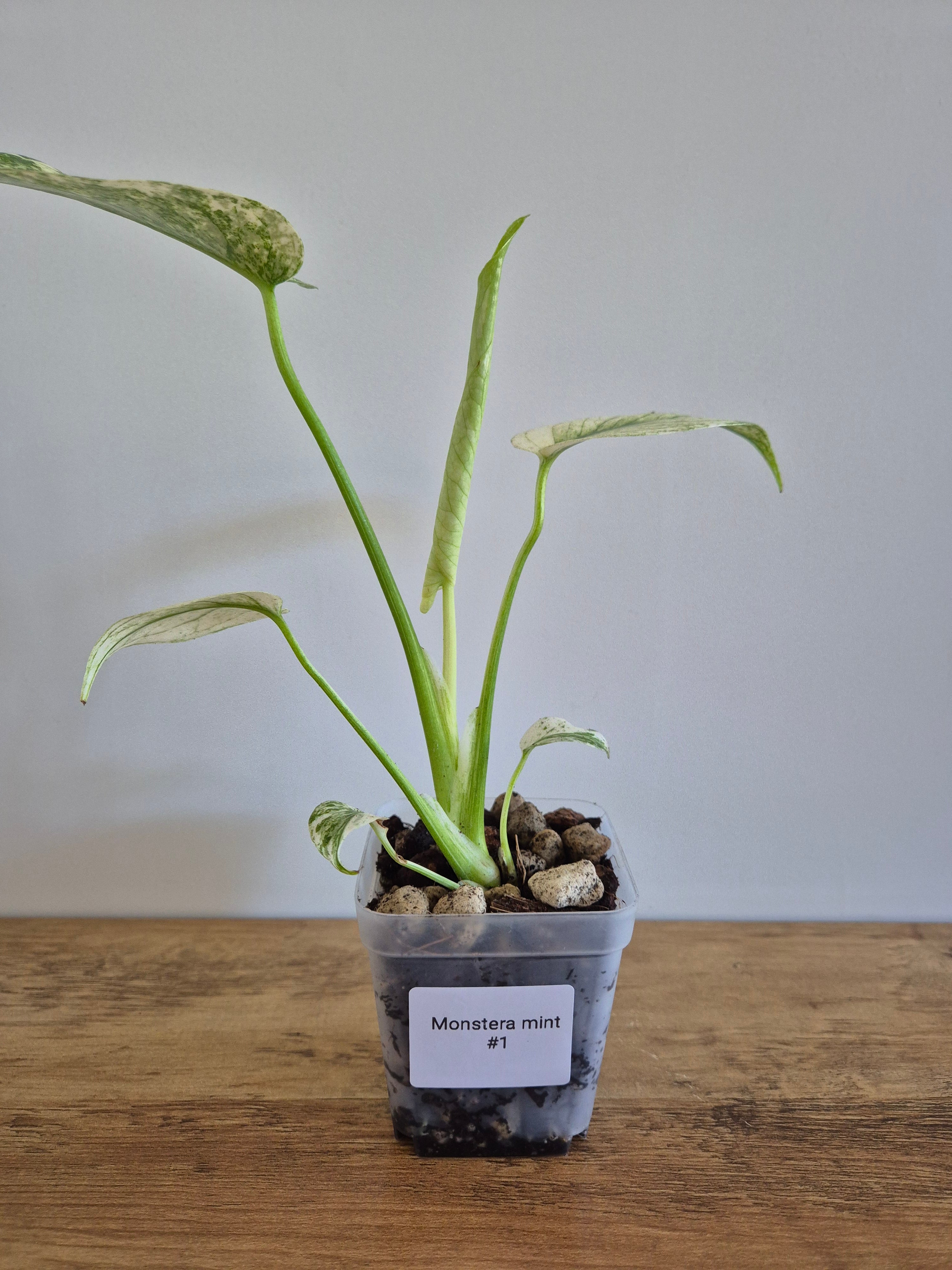 Monstera mint #1