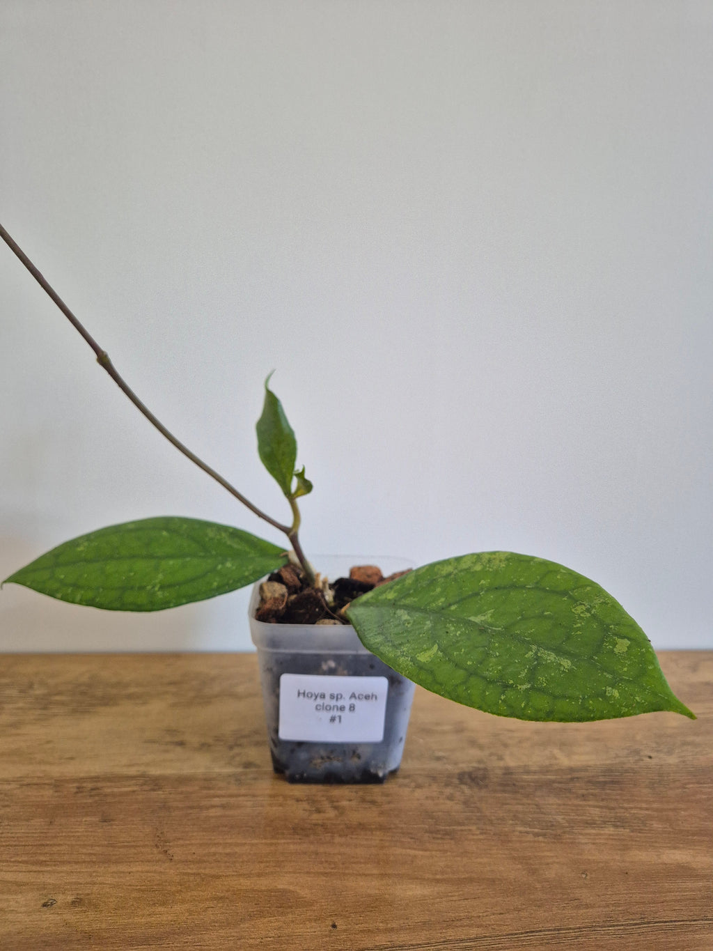 Hoya sp Aceh Clone 8 #1