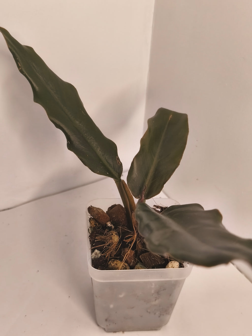 Philodendron Bipinnatifidum Choco Empress #1