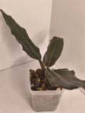 Philodendron Bipinnatifidum Choco Empress #1