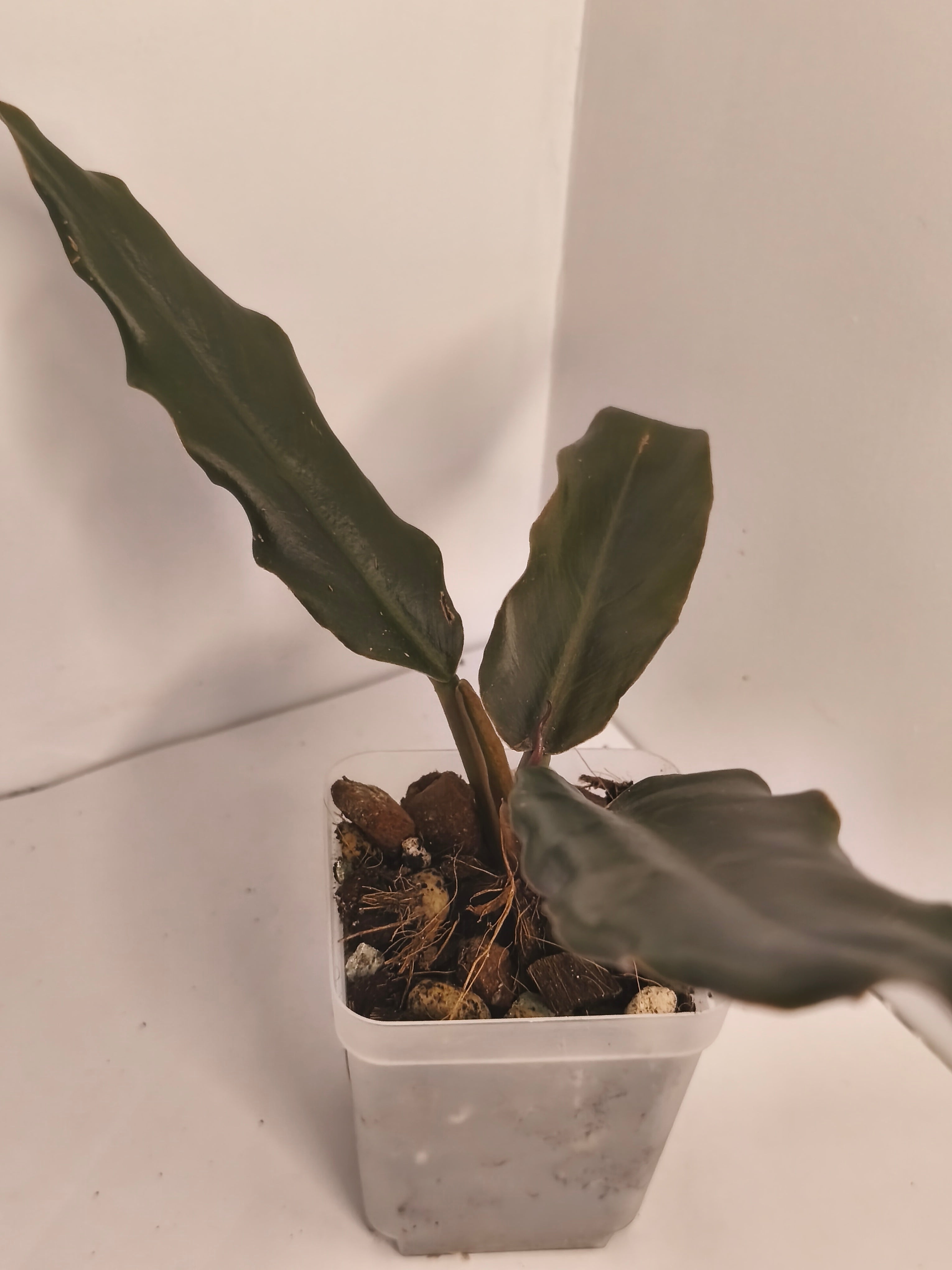 Philodendron Bipinnatifidum Choco Empress #1