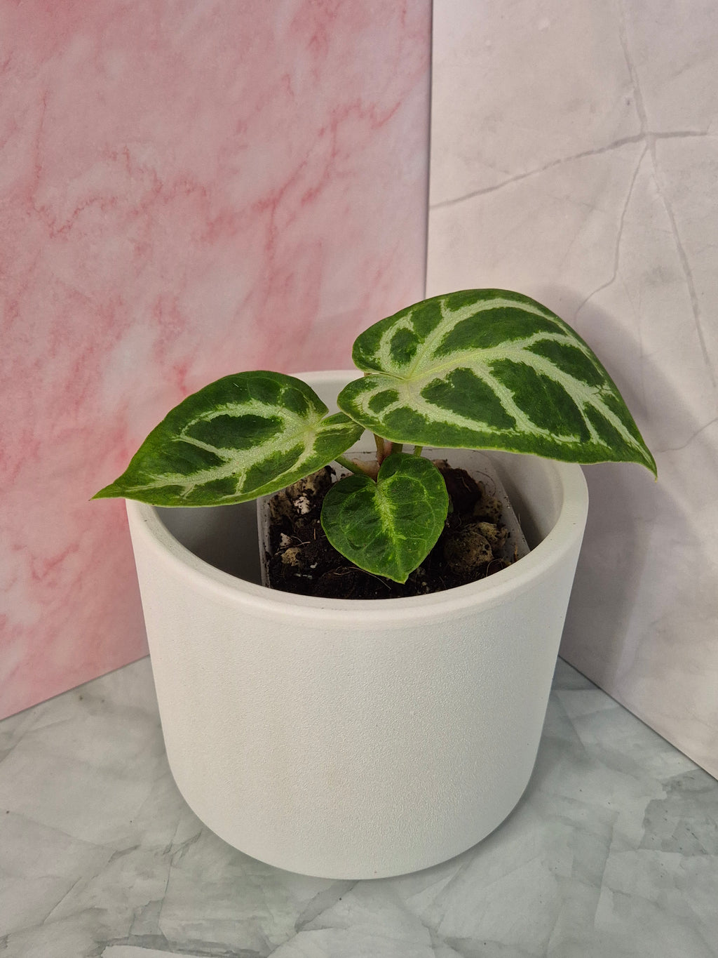 Anthurium Crystallinum #7