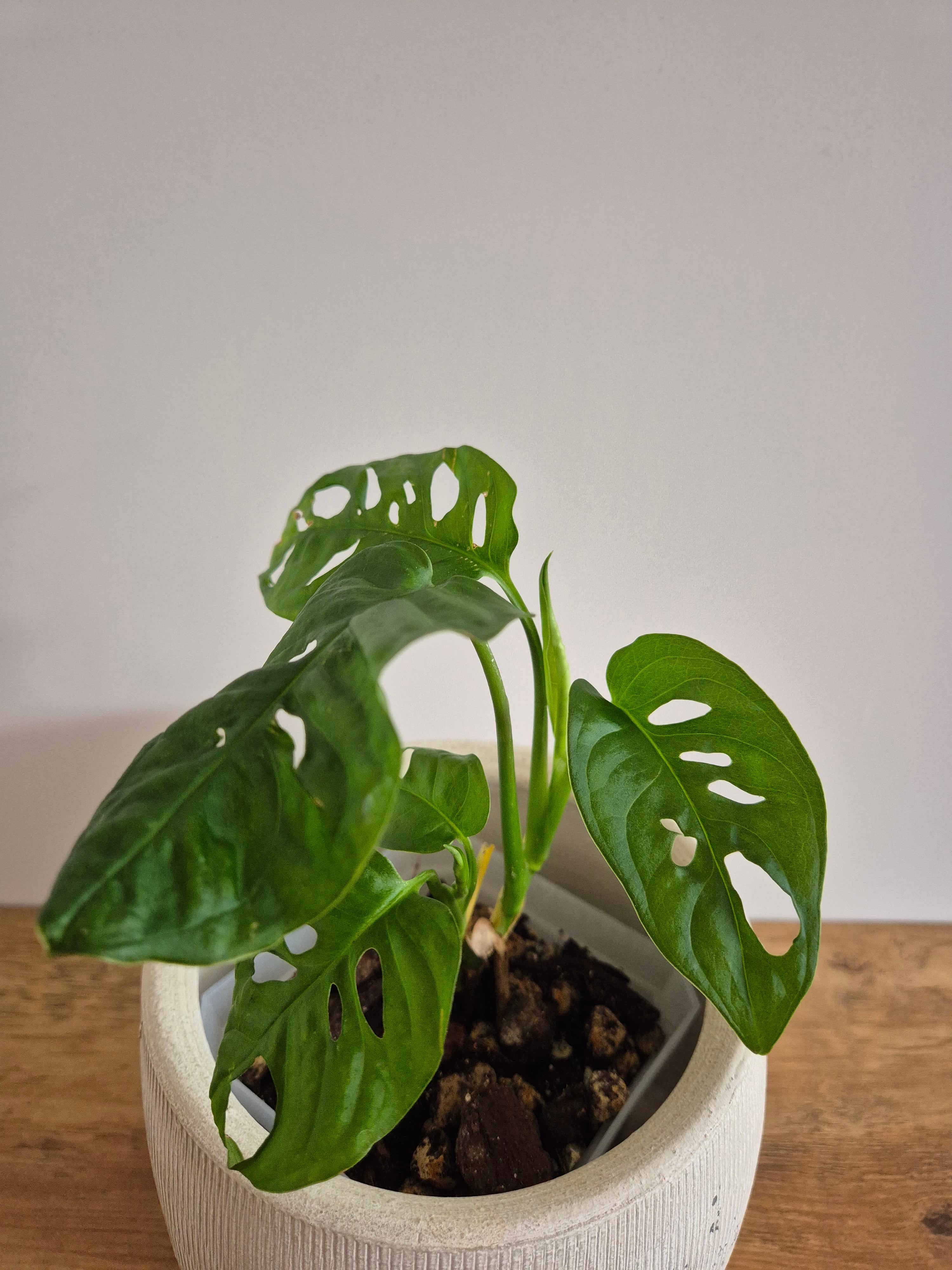 Monstera Adansonii #2