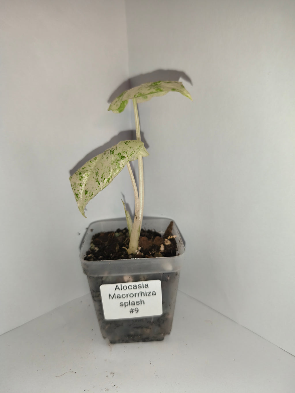 Alocasia Macrorrhiza splash #9