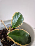 Hoya Australis Variegated #7