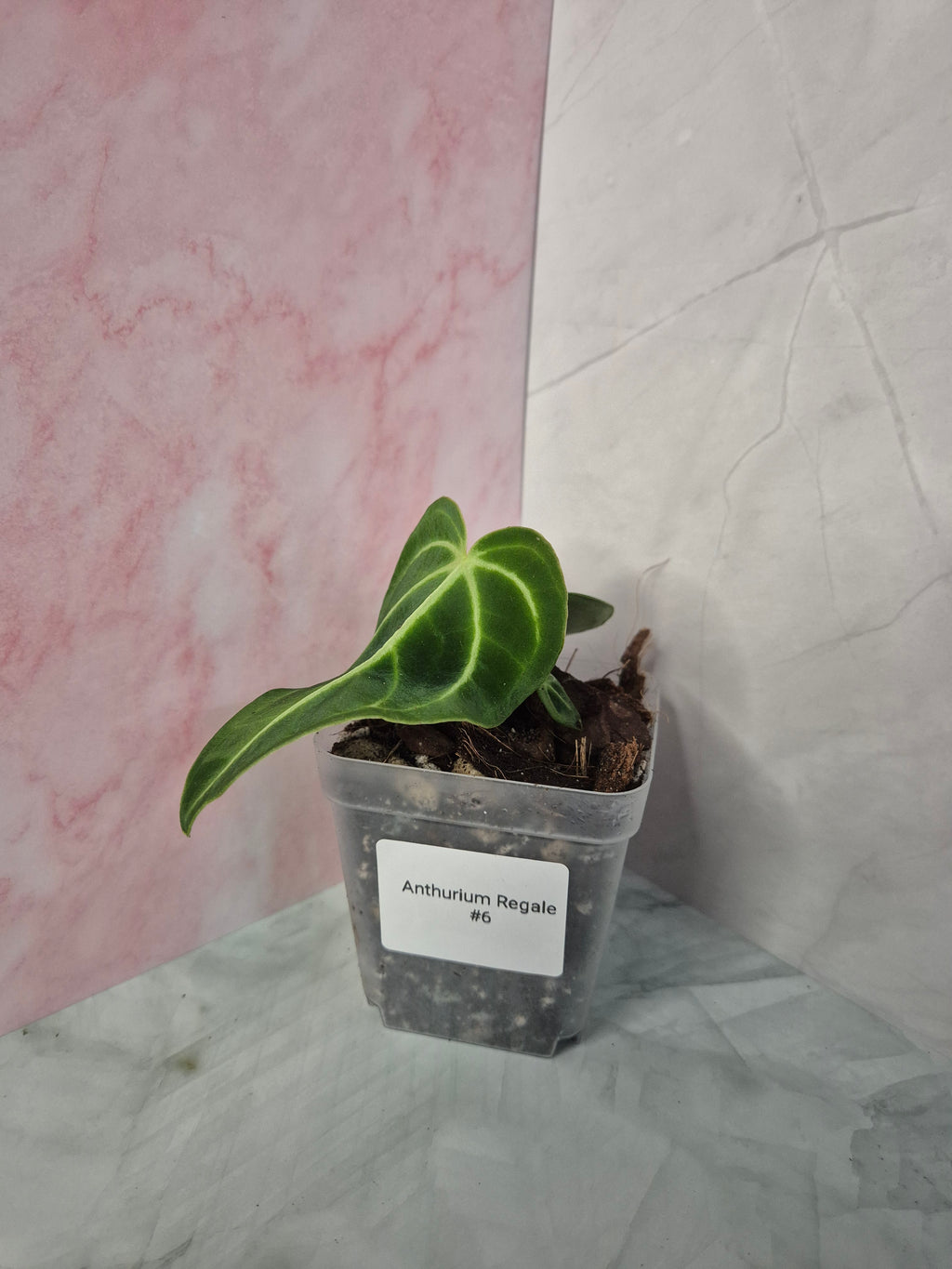 Anthurium Regale #6