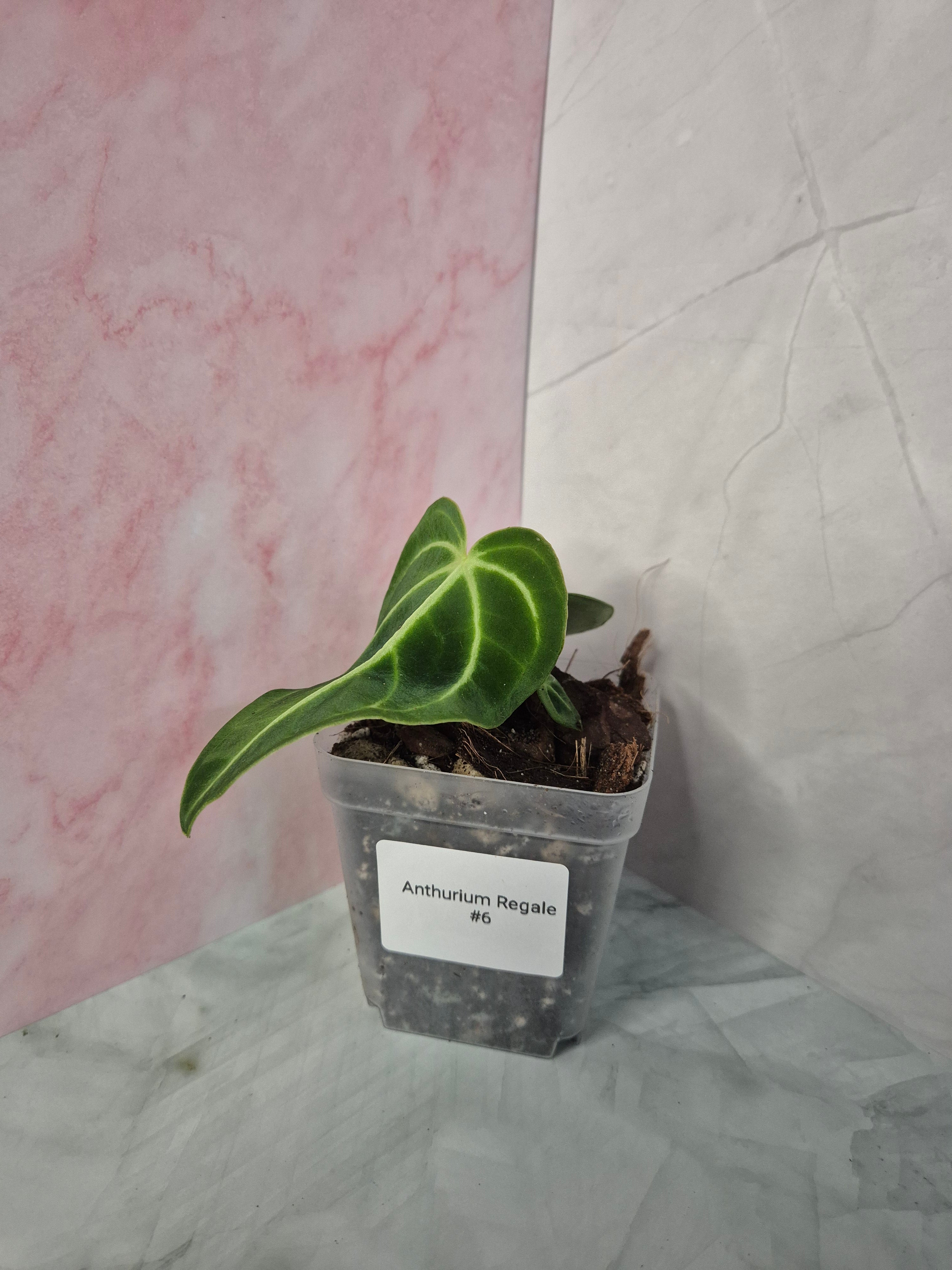 Anthurium Regale #6