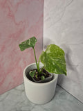 Monstera Thai Constellation #3