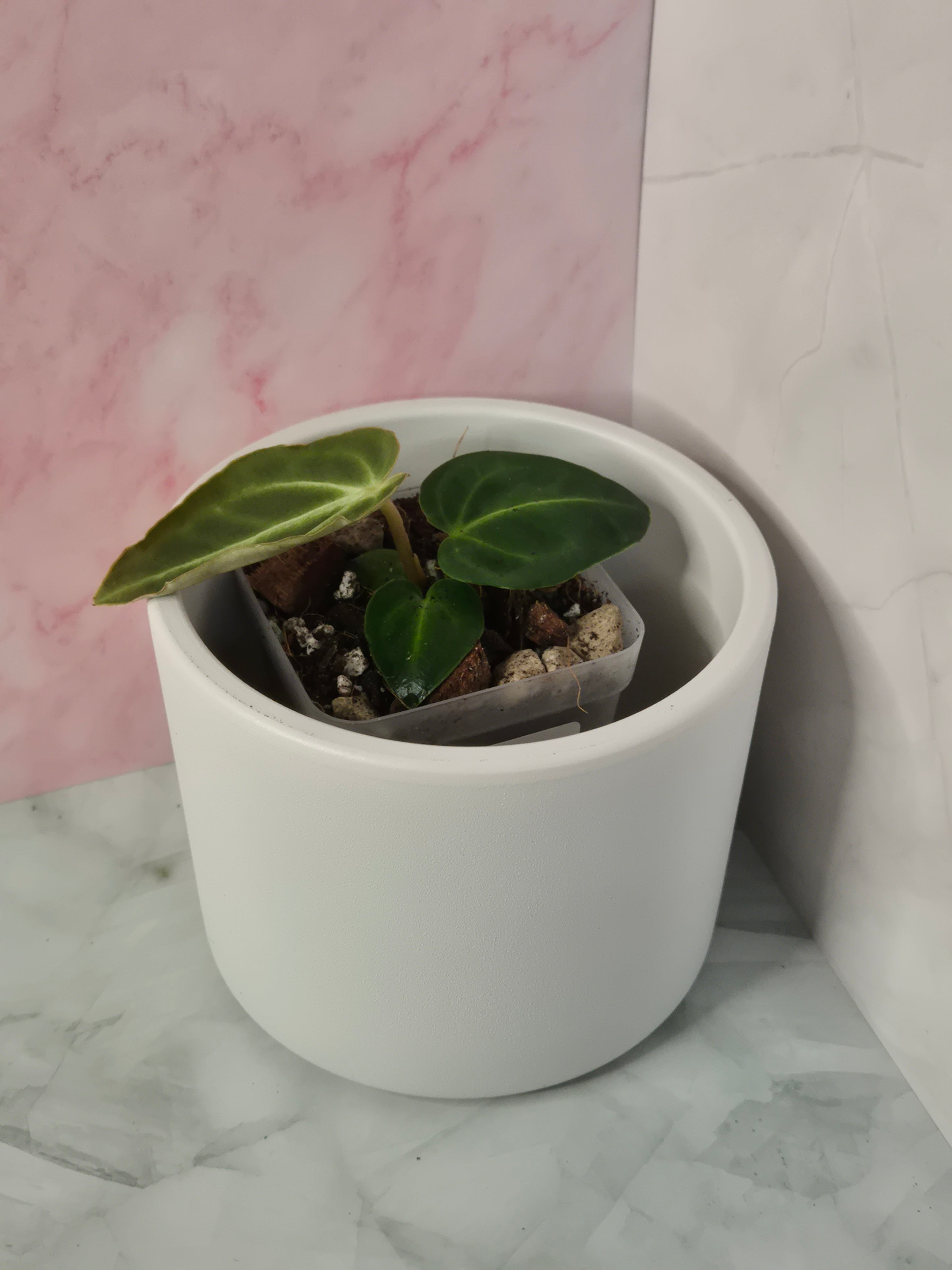 Anthurium Regale #10