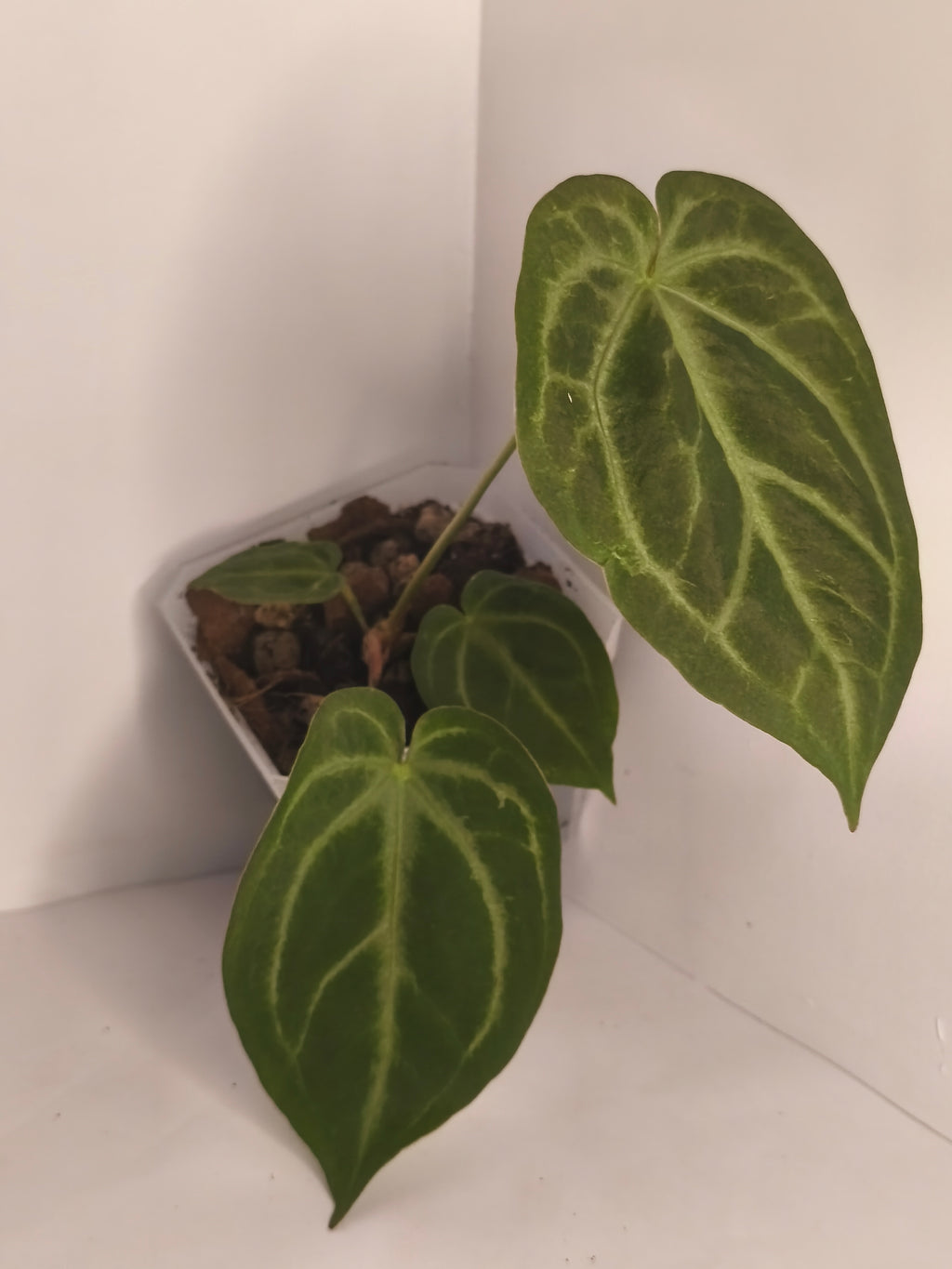 Anthurium Crystallinum #2