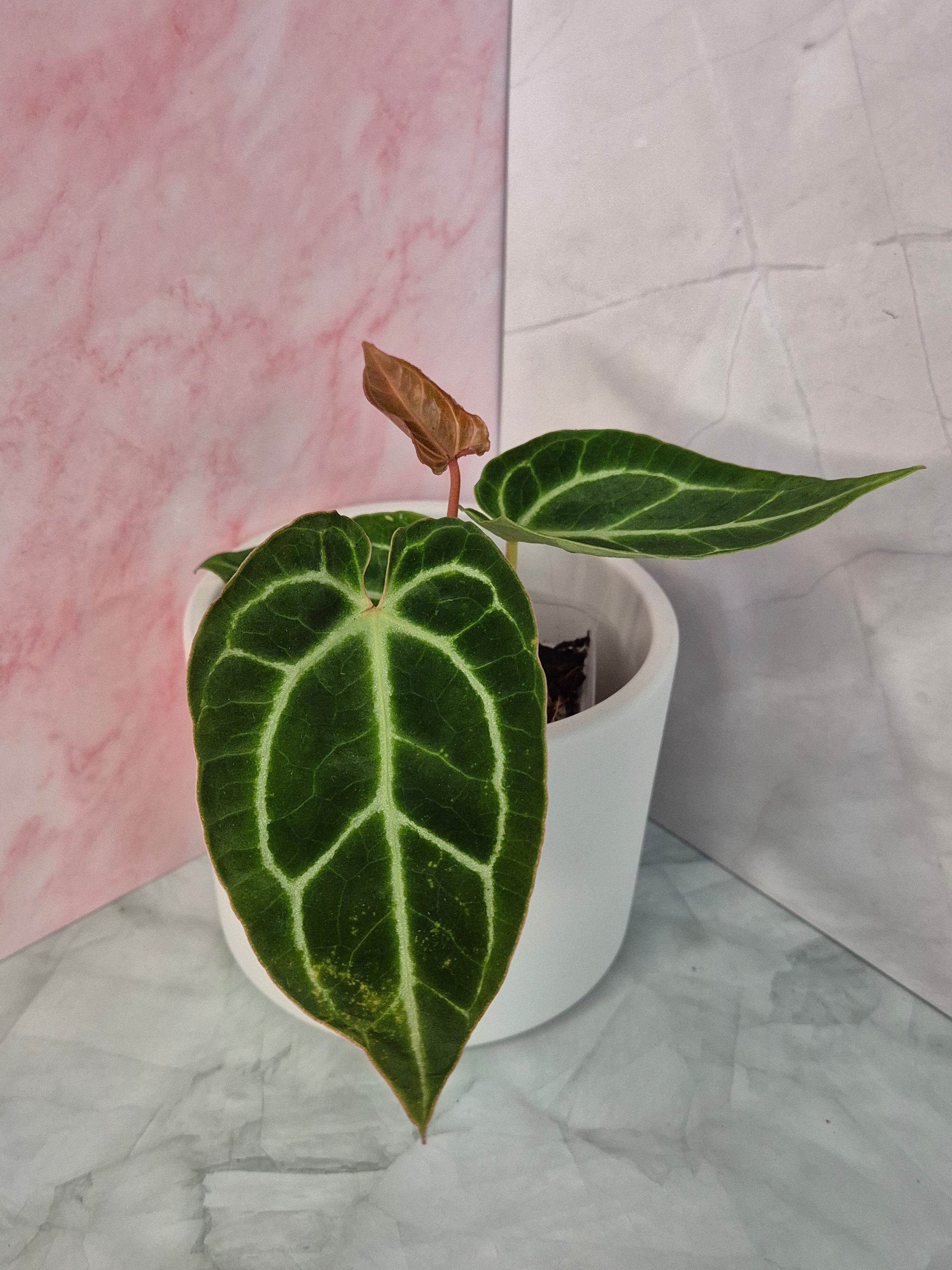 Anthurium Crystallinum x Magnificum #1