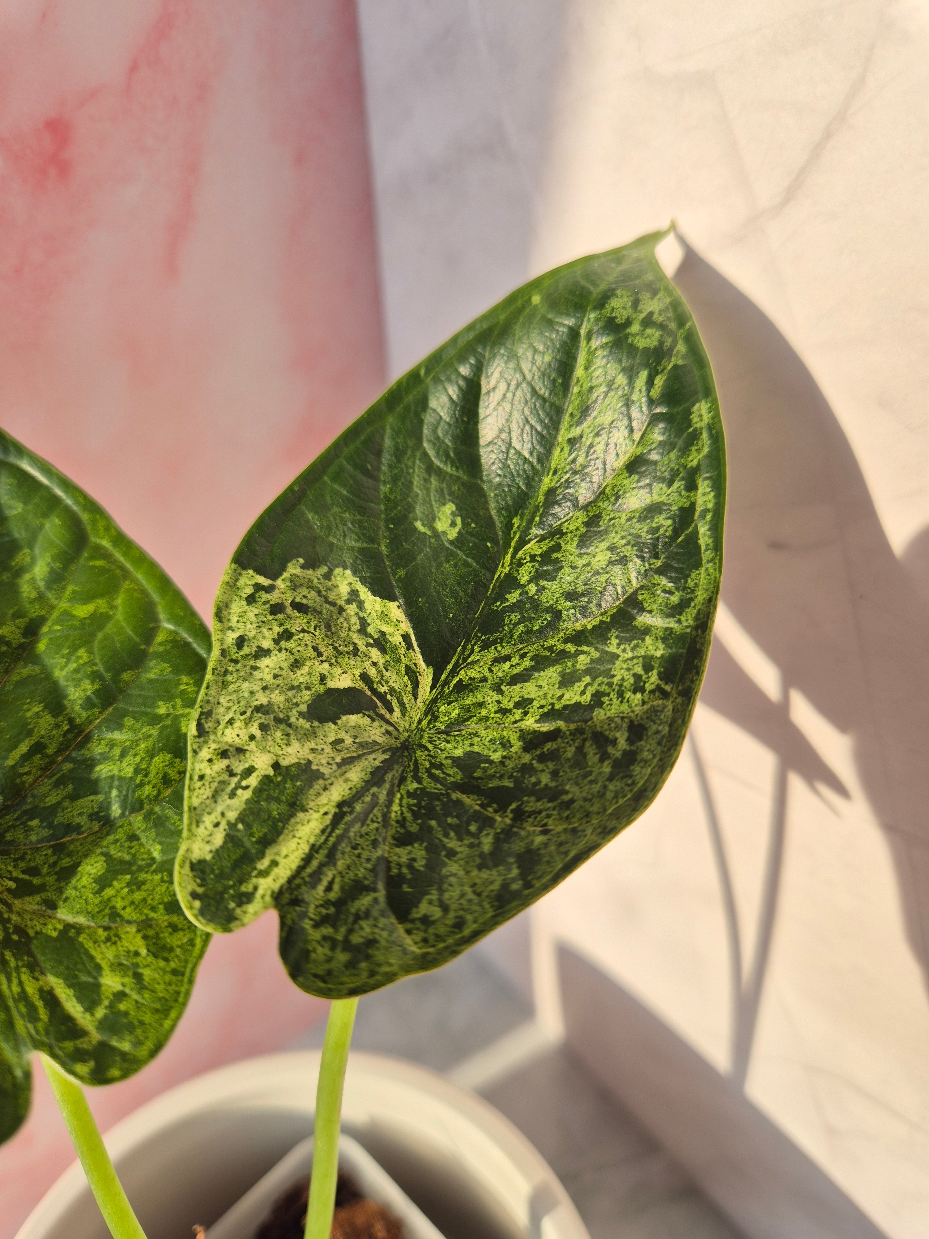 Alocasia Dragon Scale mint #7