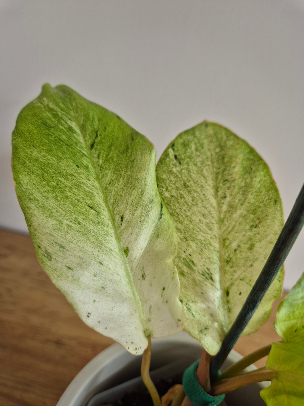 Philodendron Snowdrift #1