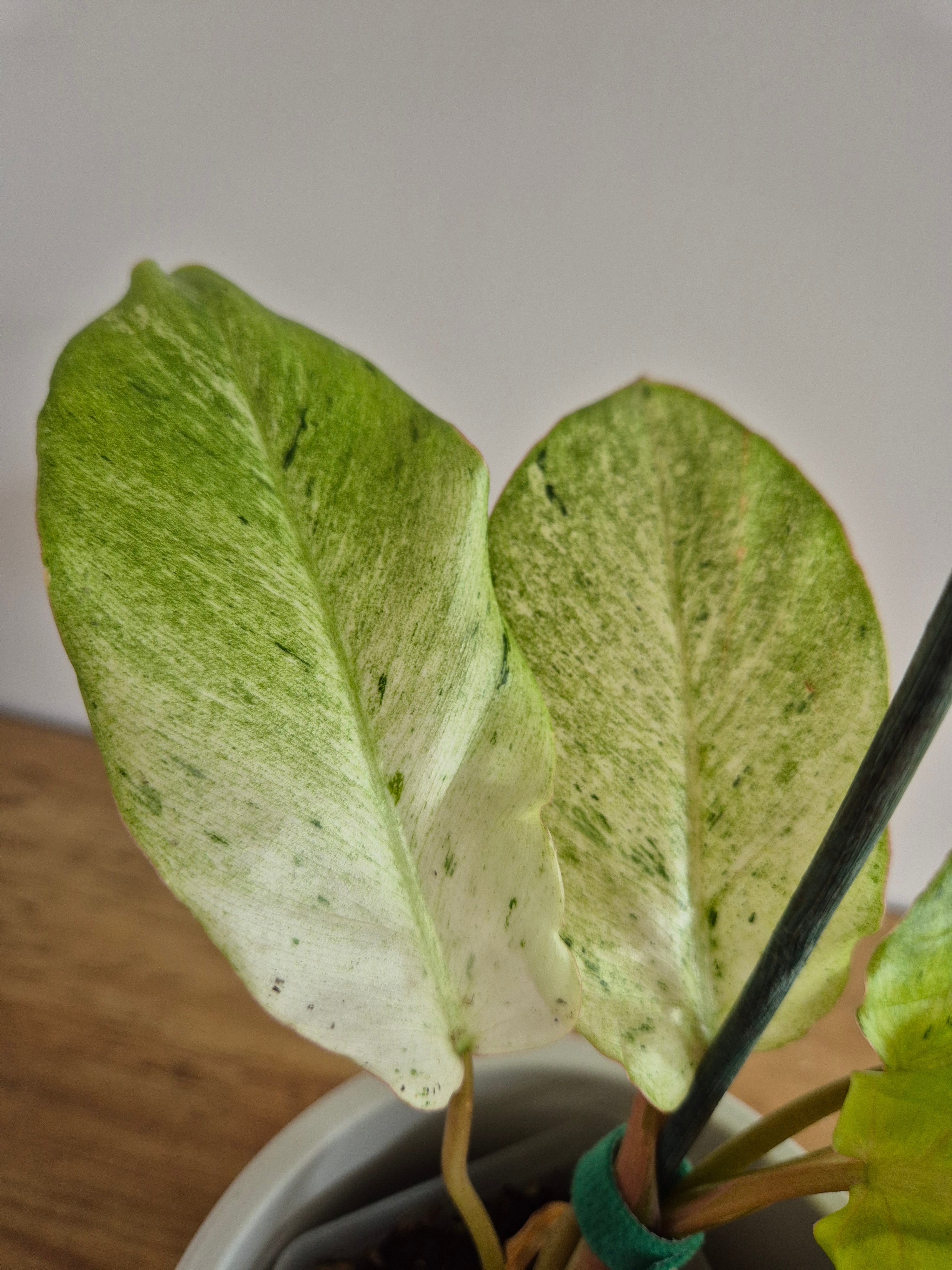 Philodendron Snowdrift #1