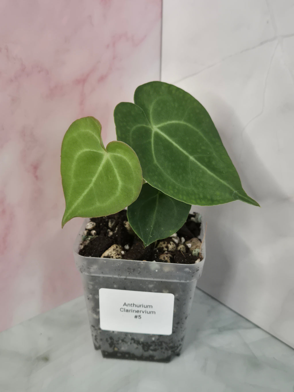 Anthurium Clarinervium #5