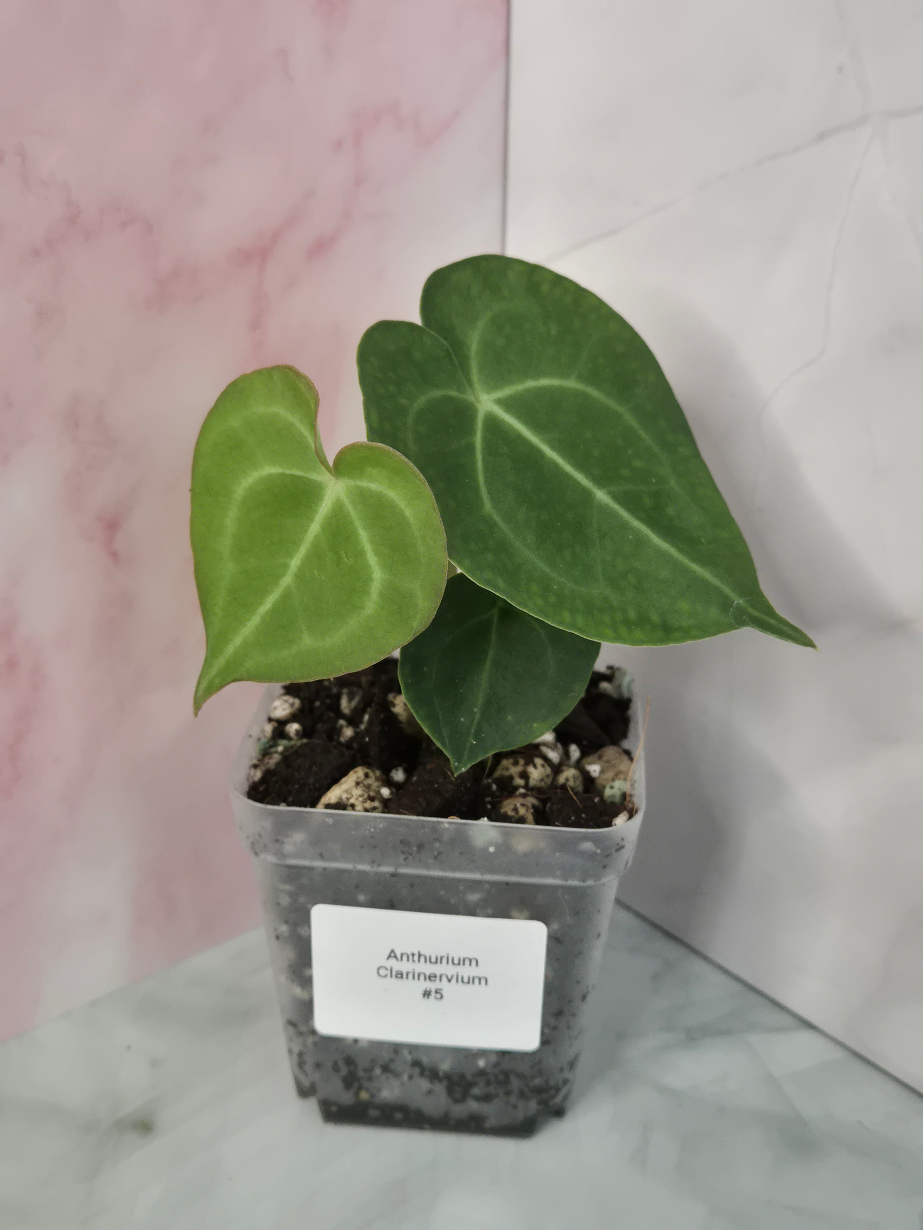 Anthurium Clarinervium #5