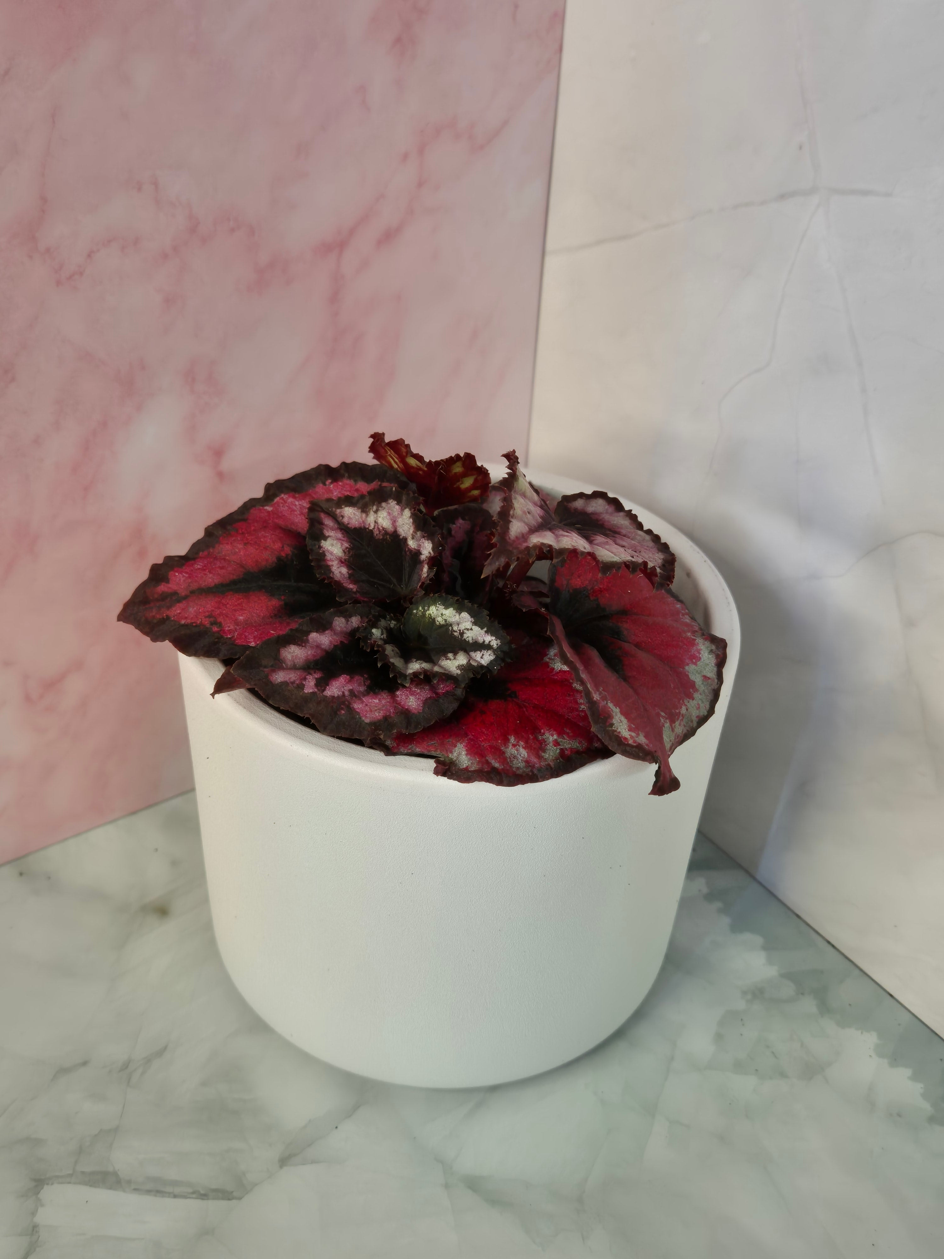 Begonia Red Heart #9