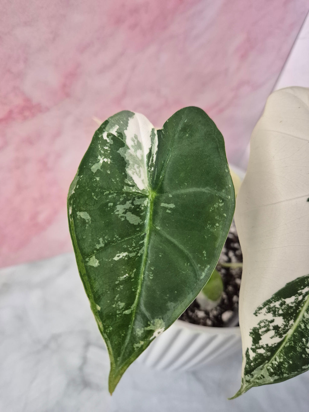 Alocasia Micholitziana Frydek Variegated #5