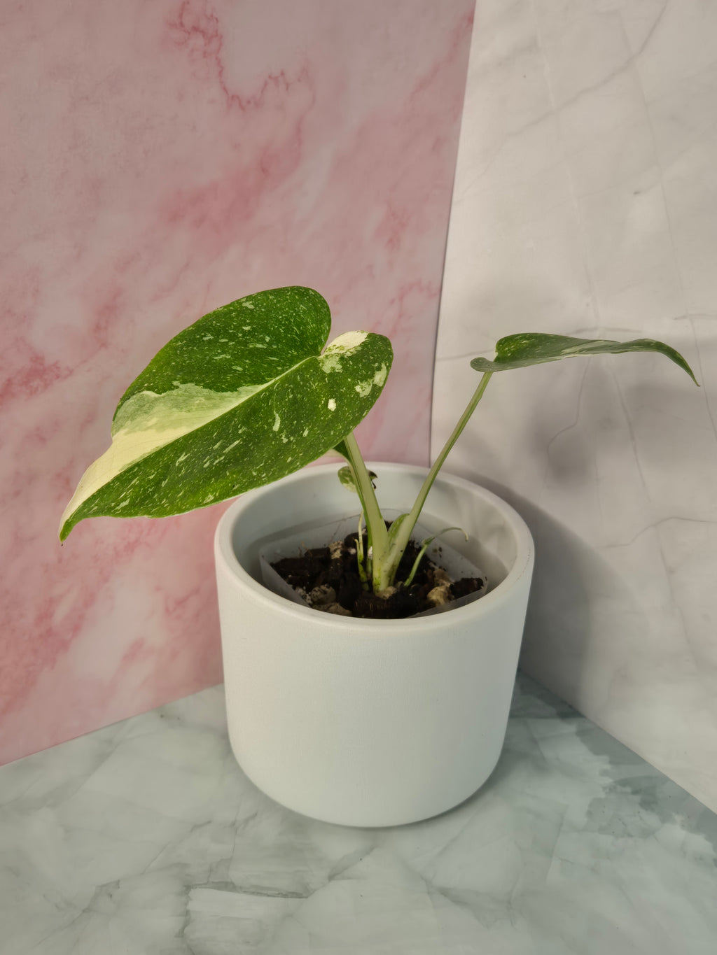 Monstera Thai Constellation #21