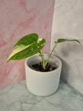 Monstera Thai Constellation #21