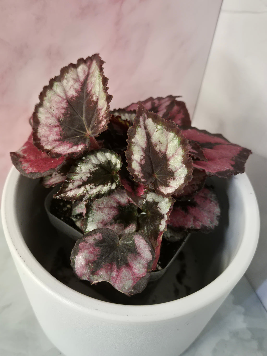 Begonia Red Heart #9