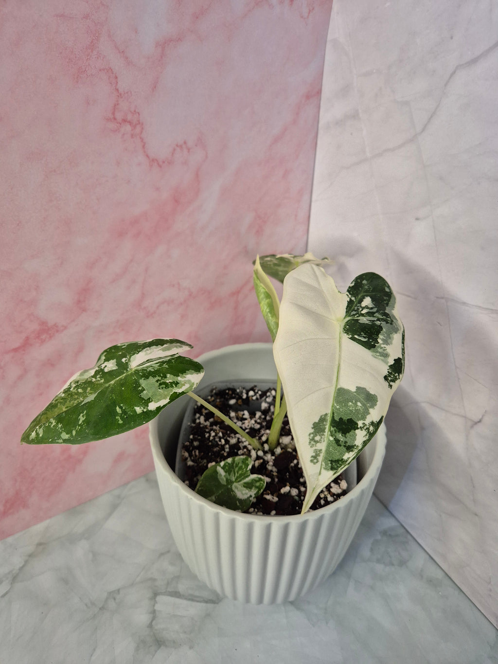 Alocasia Micholitziana Frydek Variegated #2