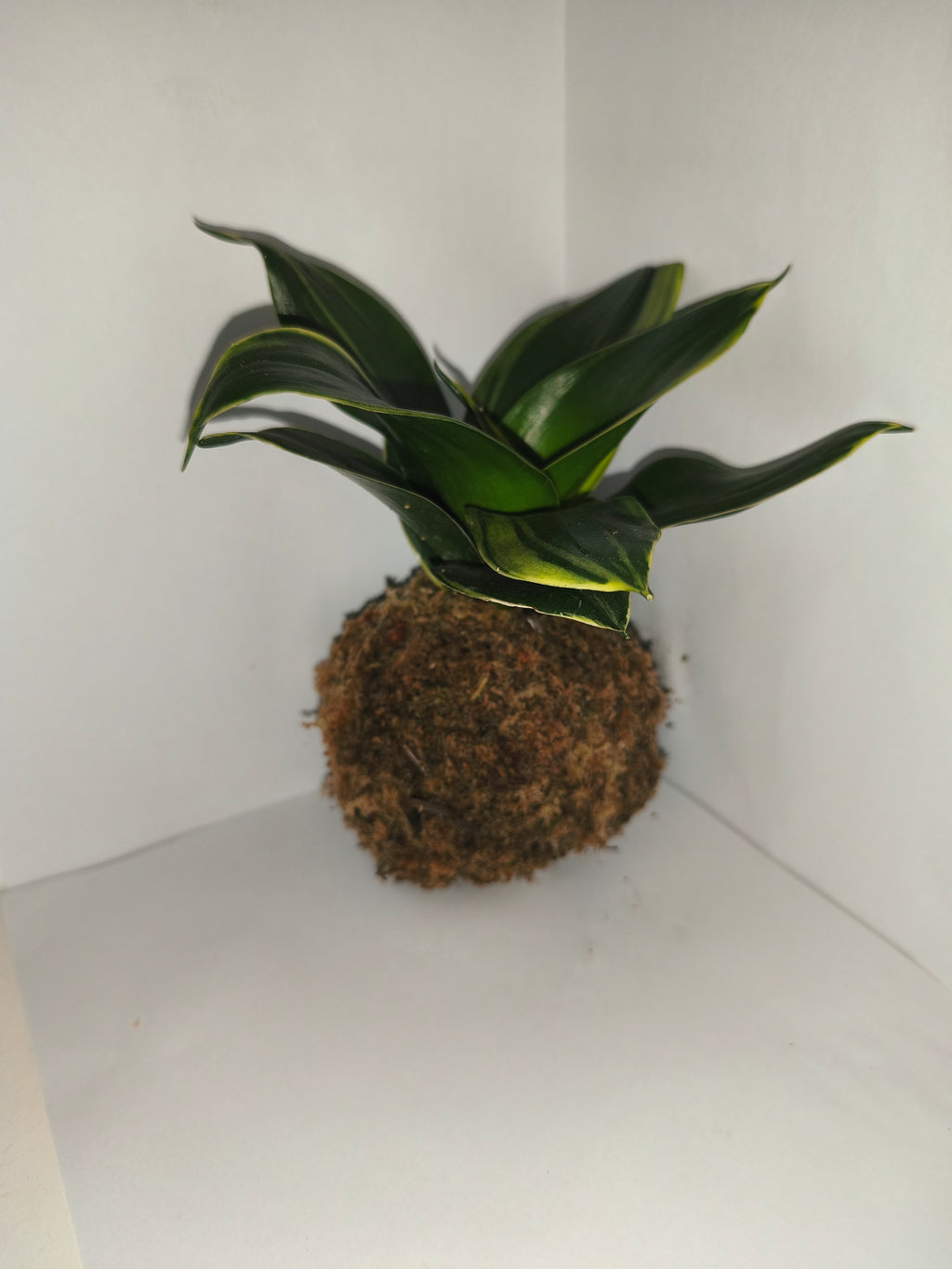 Kokedama #4